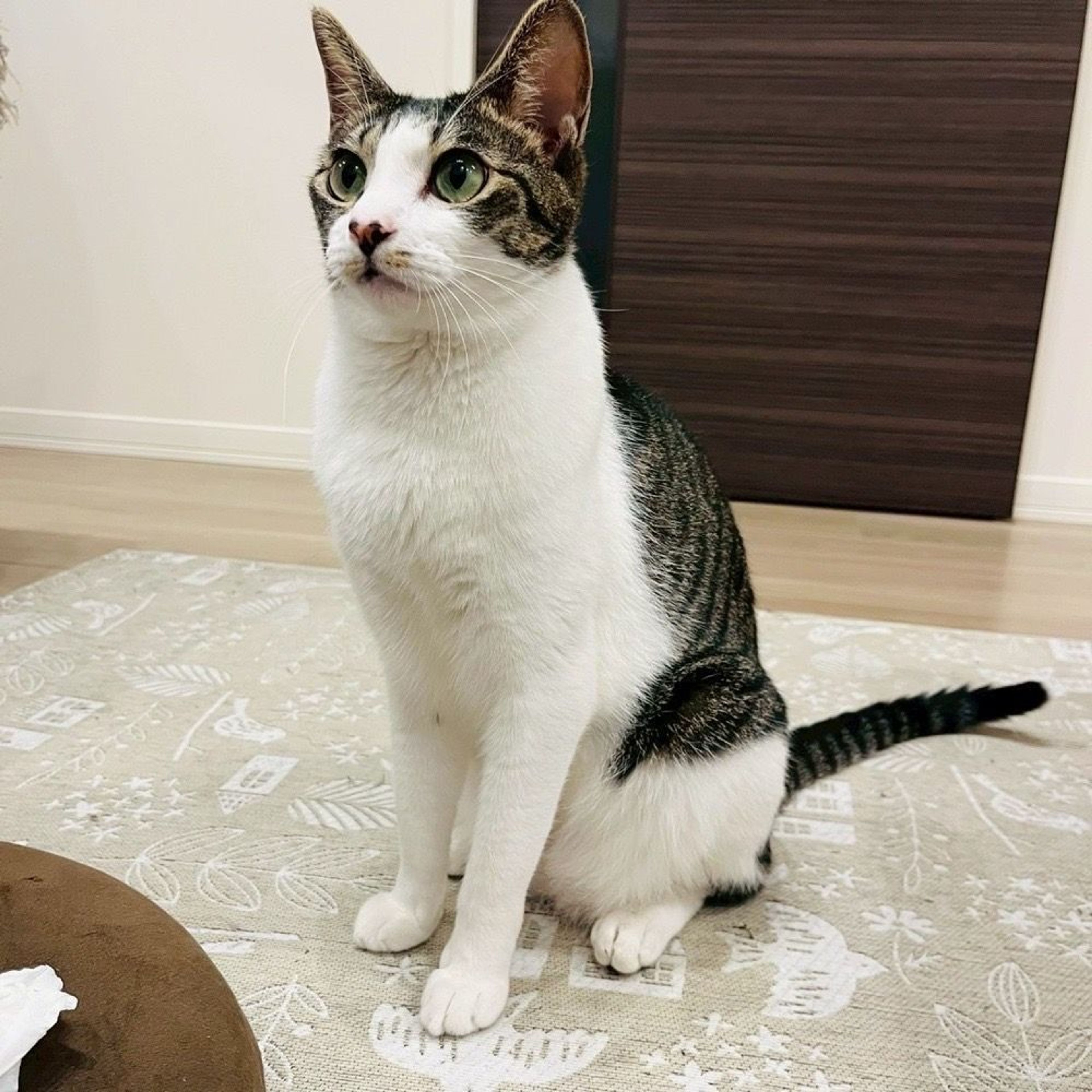 pet-image-4