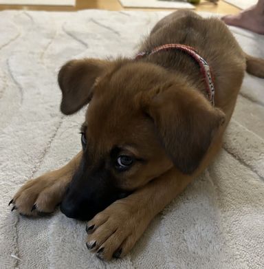 9/23むさしの里親会参加仔犬もんた