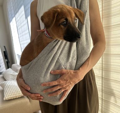 賢い仔犬のもんた