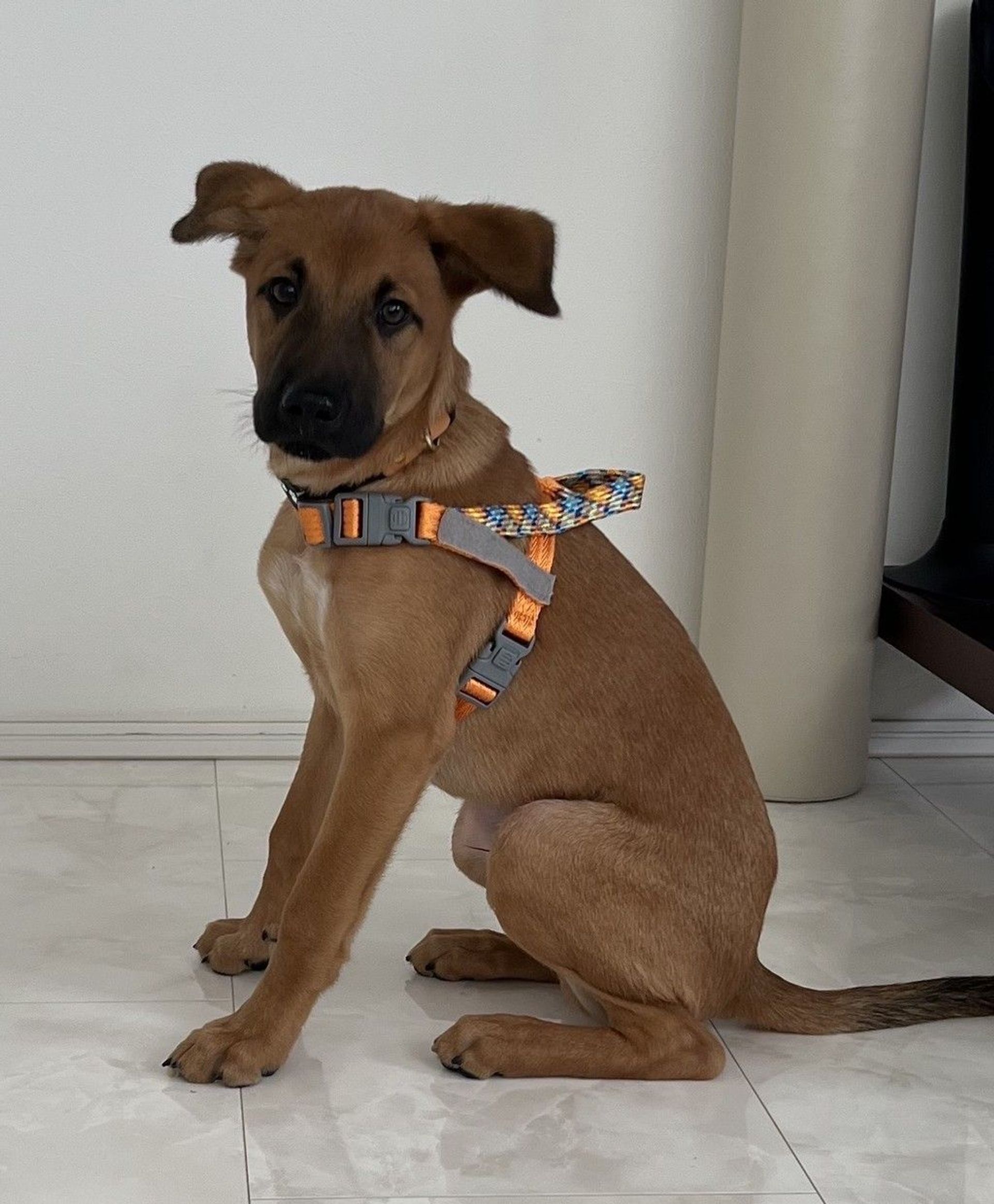 雑種（ミックス犬）・オスの里親募集の写真