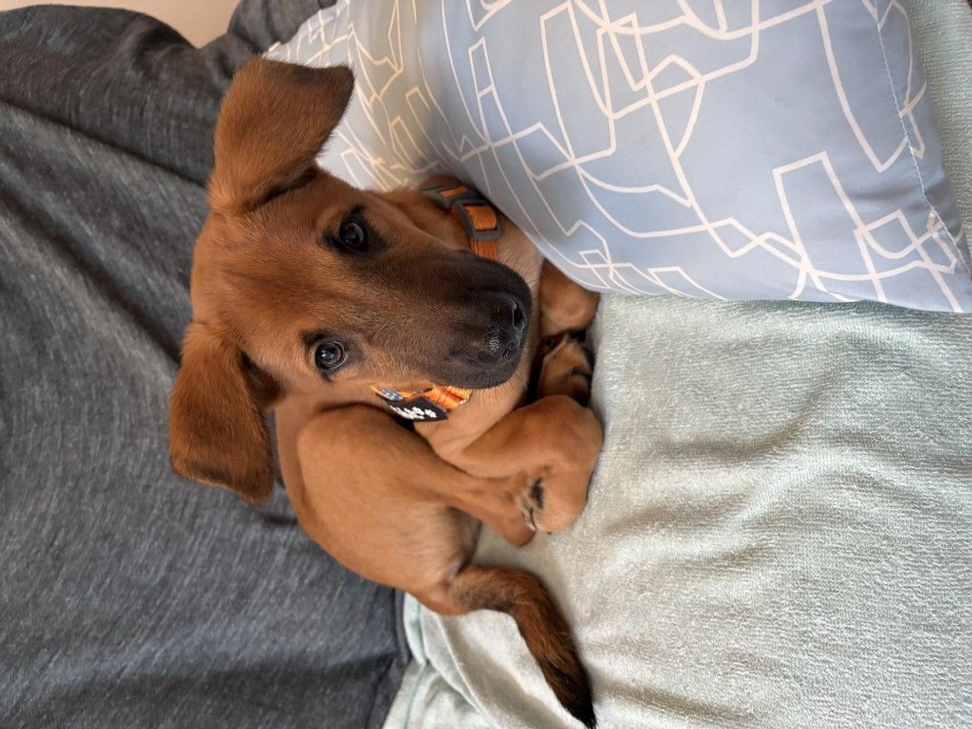 pet-image-3