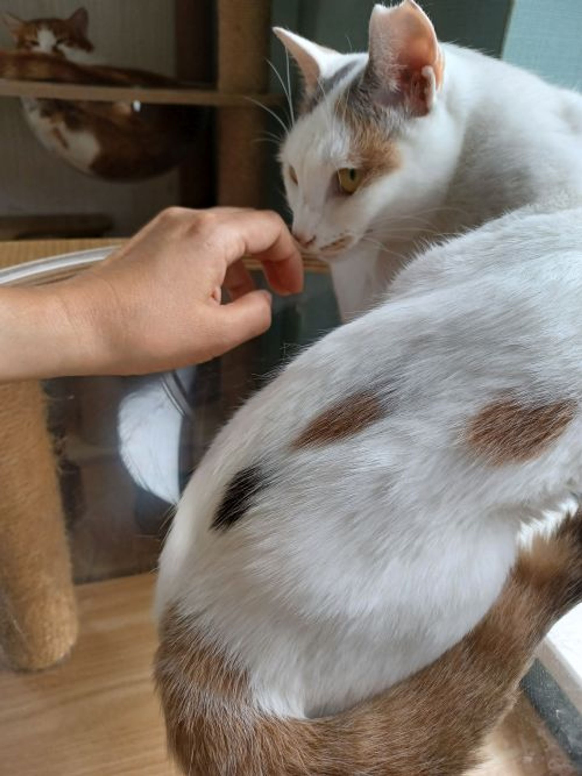 雑種（ミックス猫）・メスの里親募集の写真