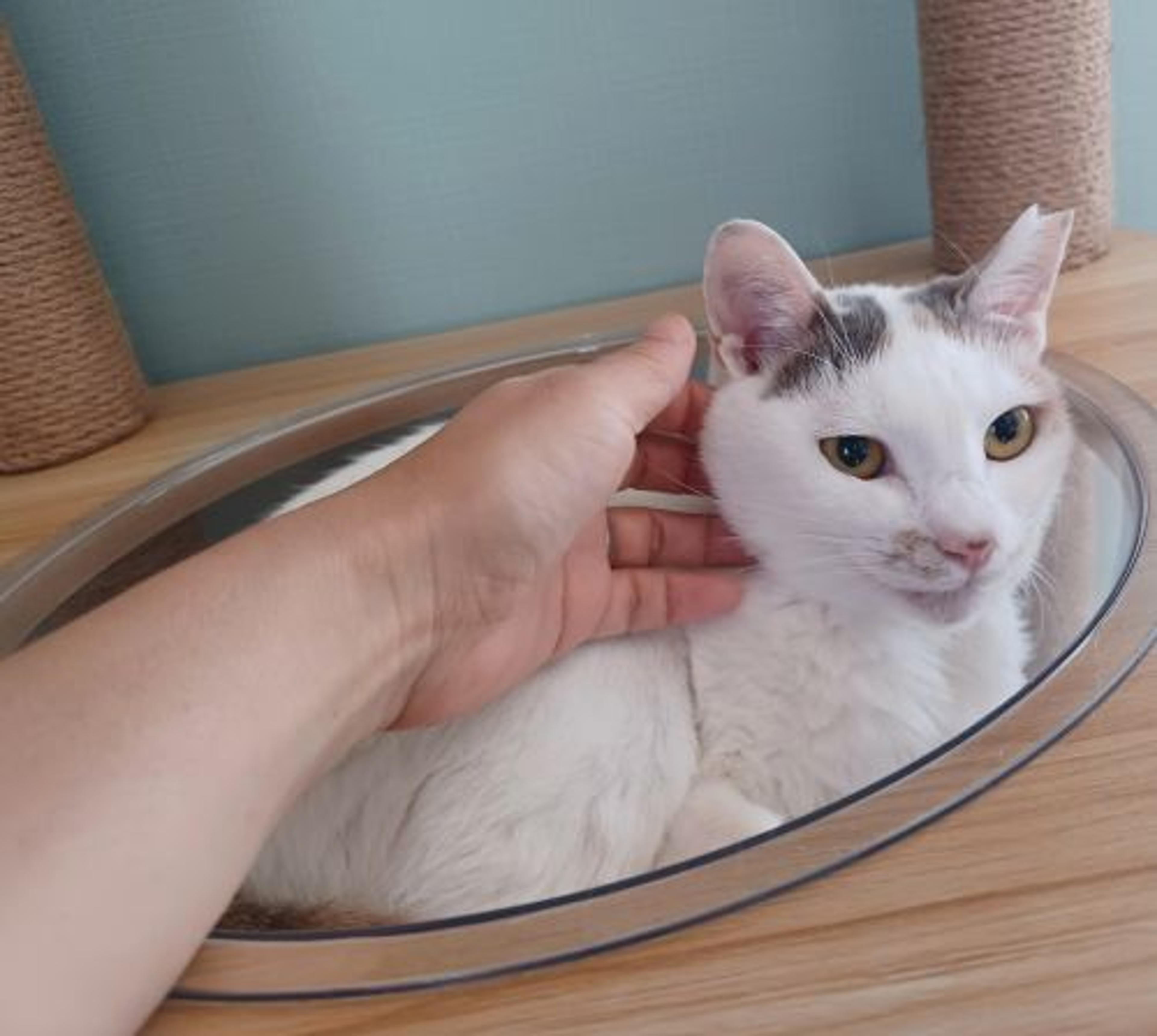 pet-image-5