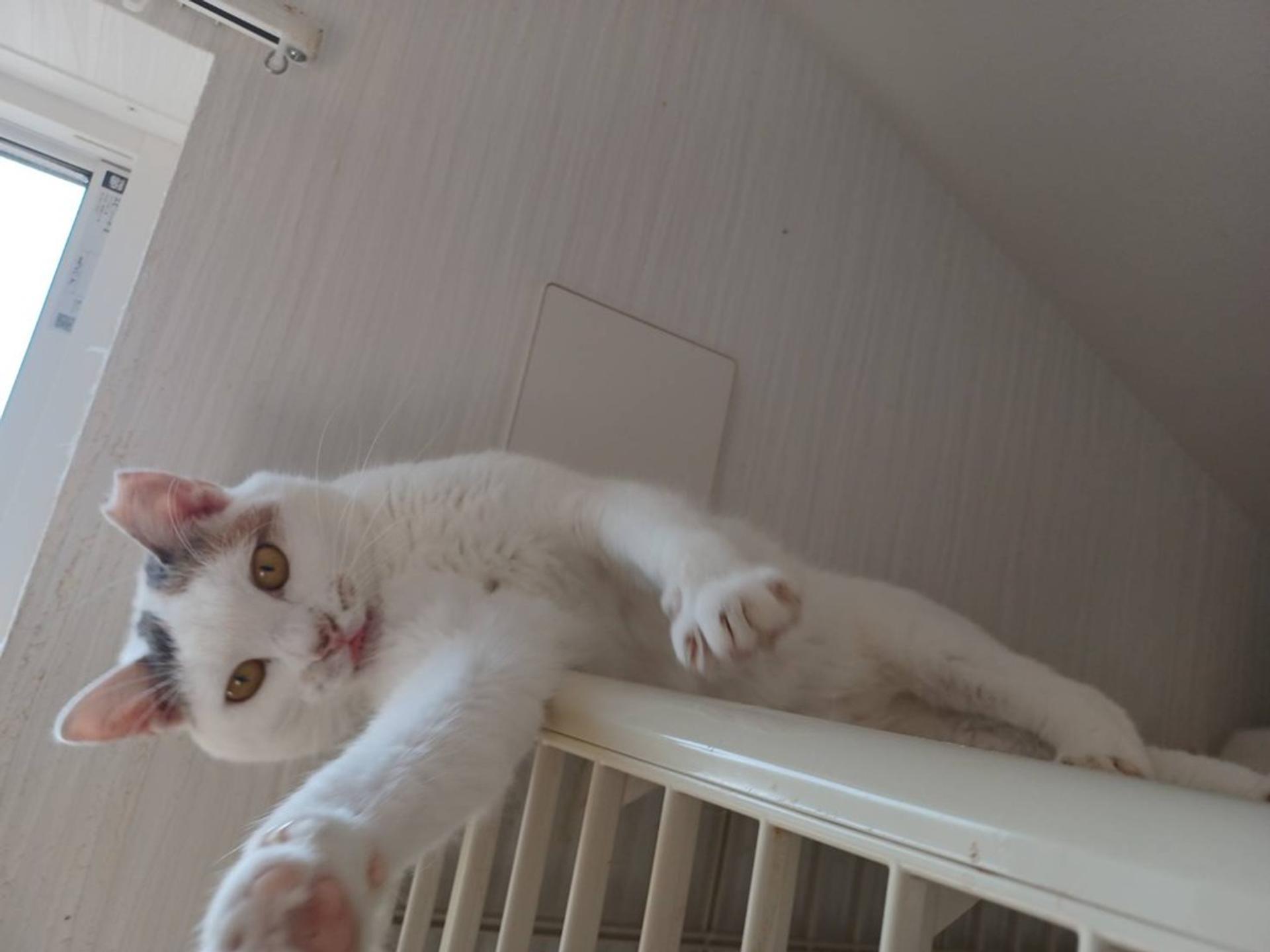 pet-image-6