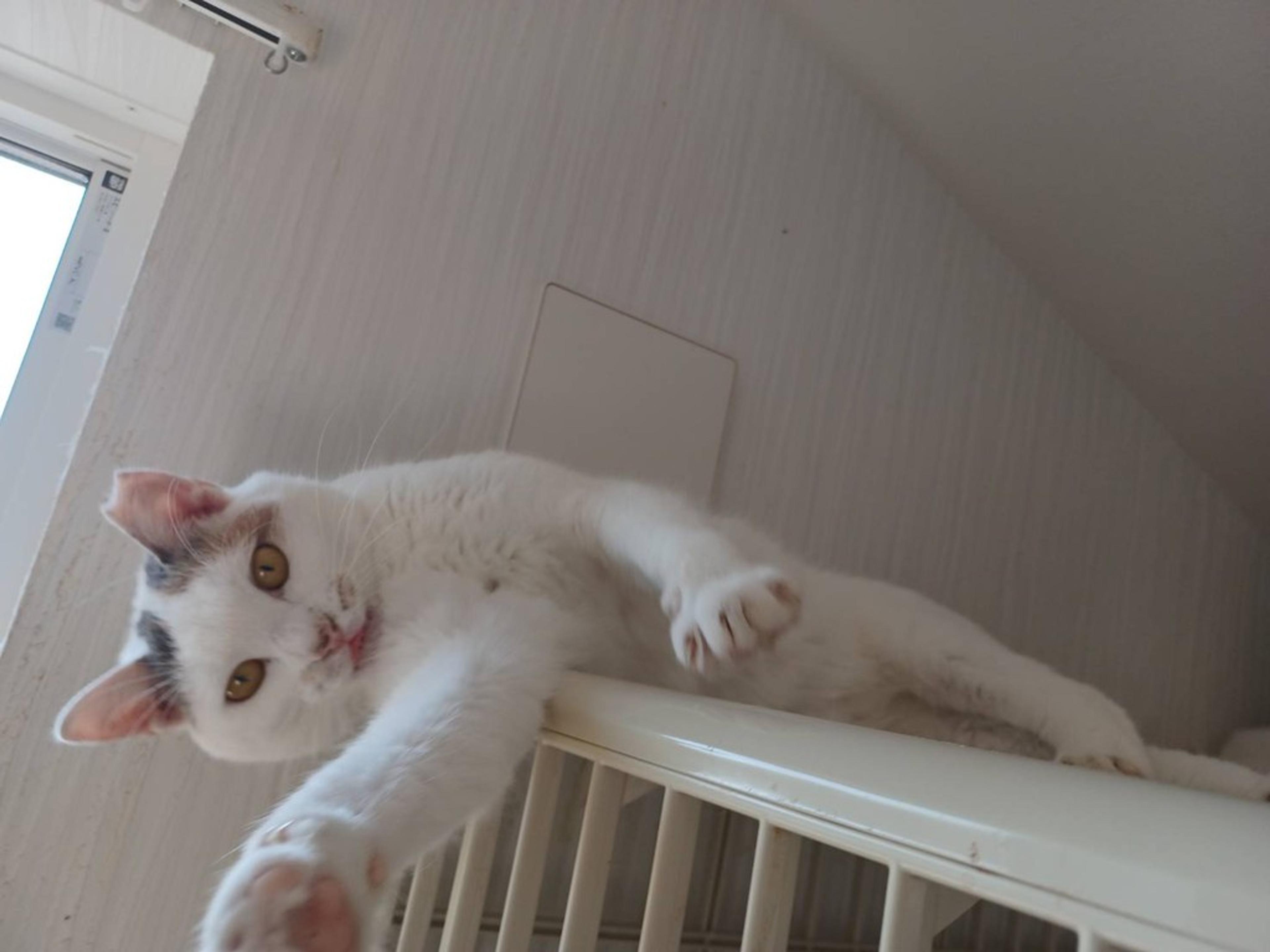 pet-image-6