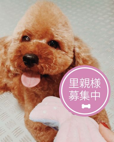 フェニックス