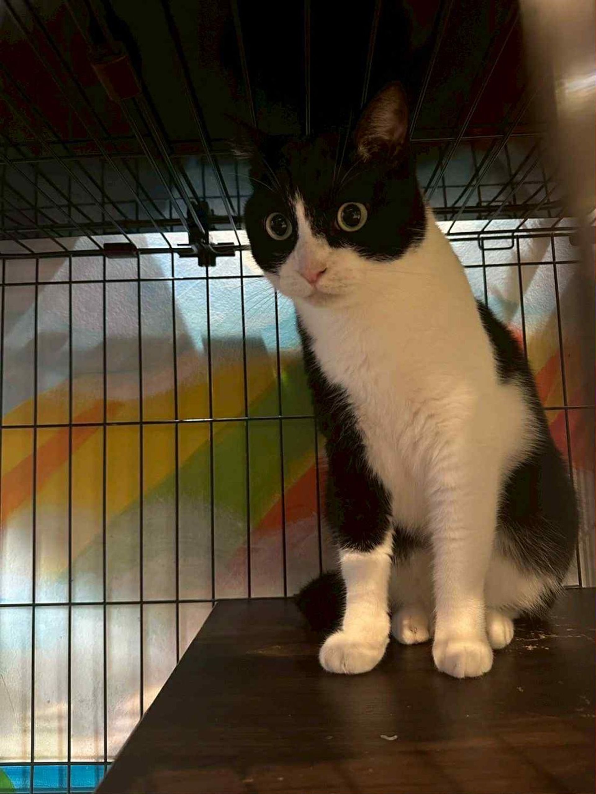 雑種（ミックス猫）・オスの里親募集の写真