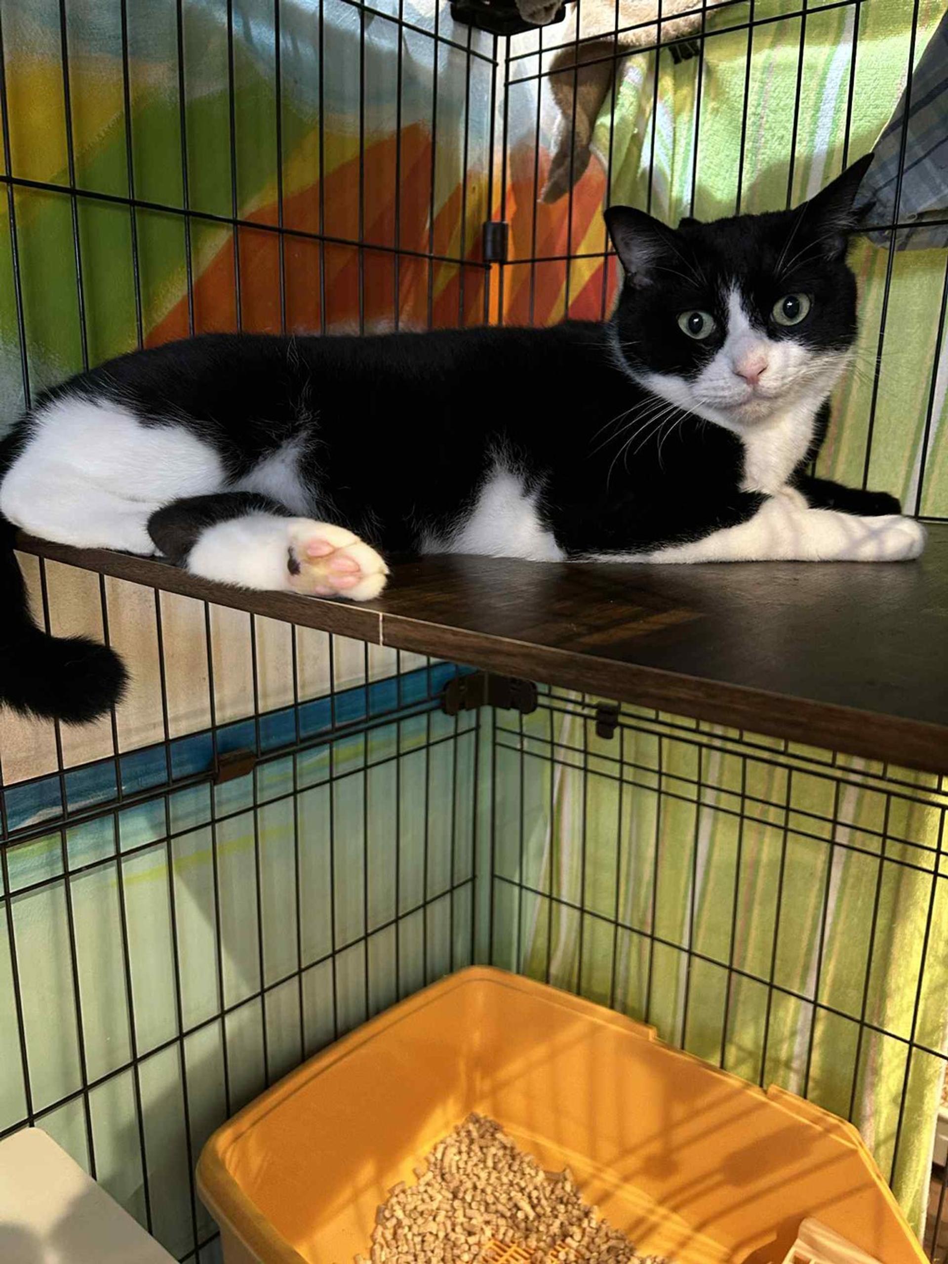 pet-image-3