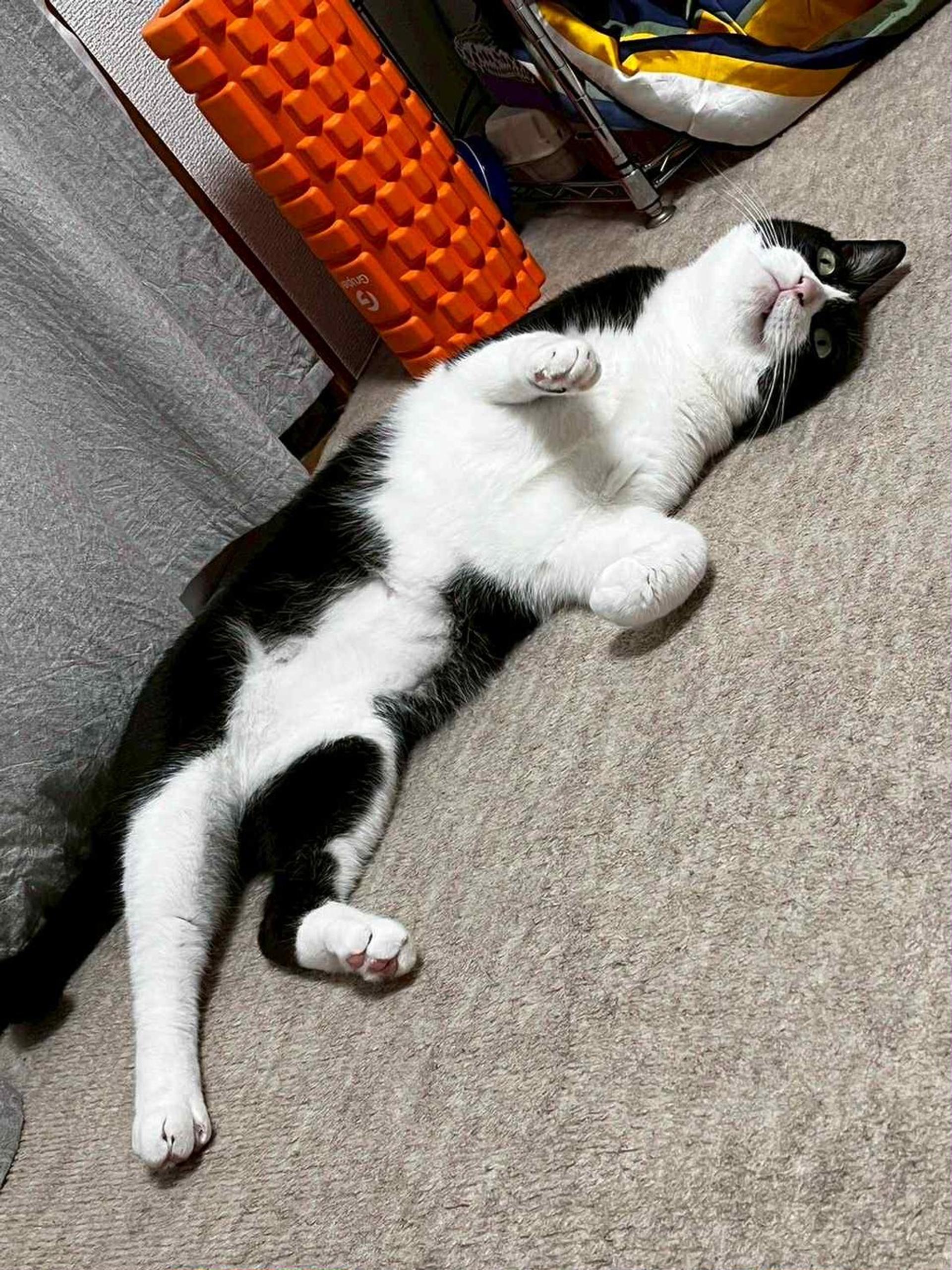 pet-image-5