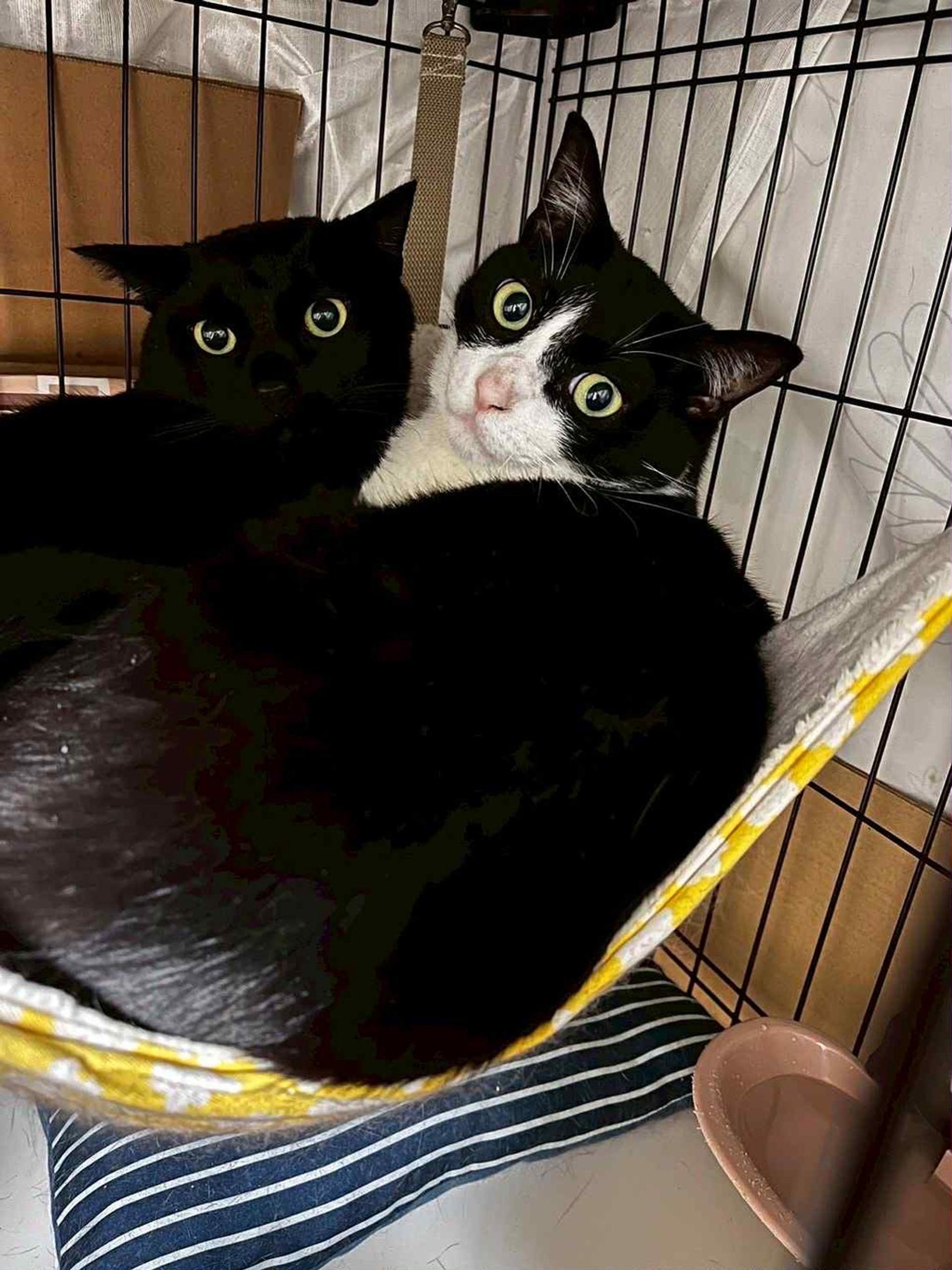 pet-image-6