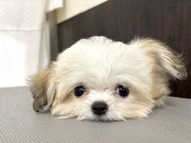 ミルキーベリー