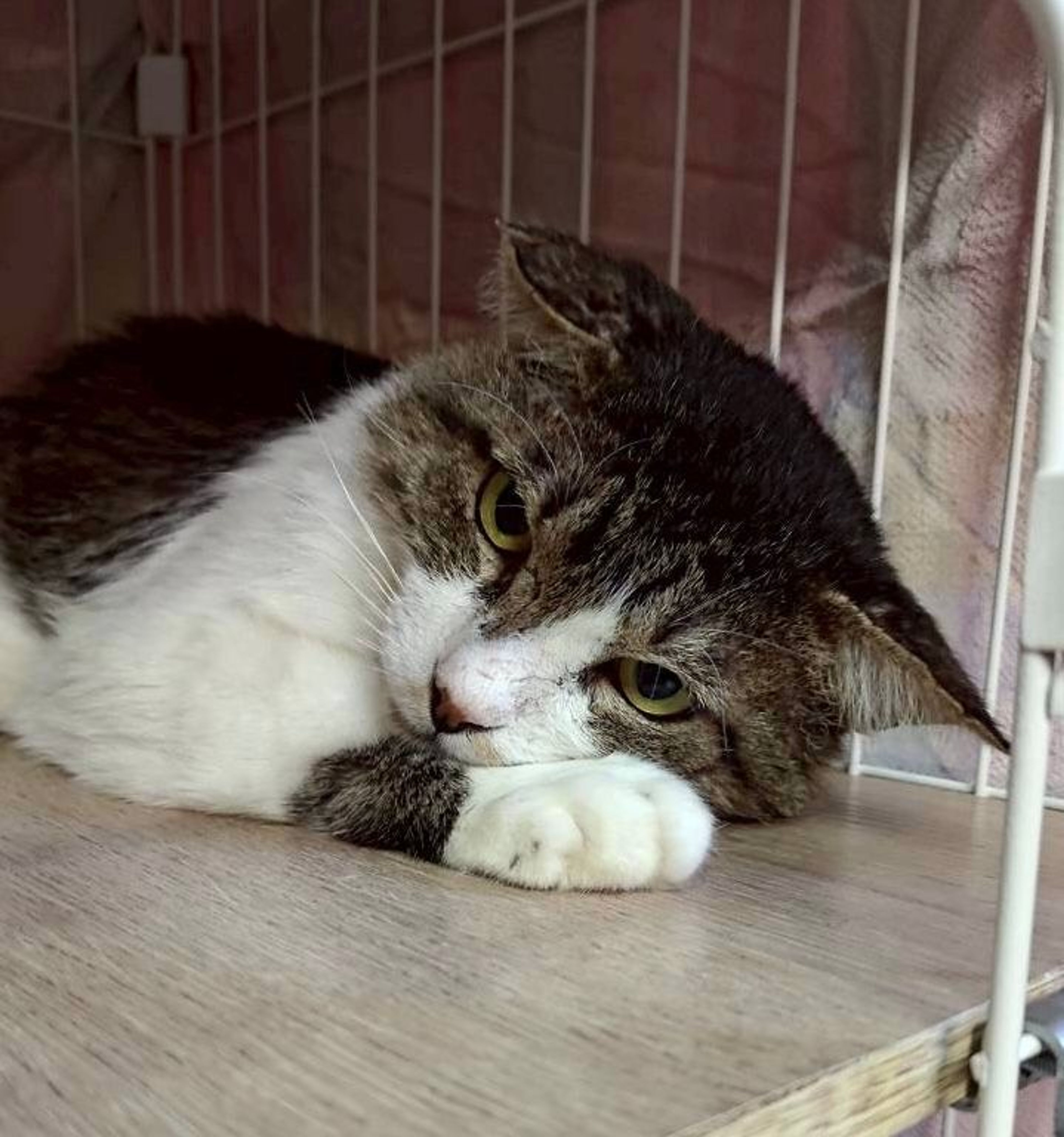 雑種（ミックス猫）・オスの里親募集の写真