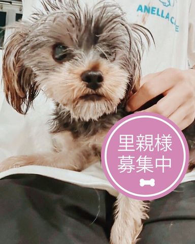 トライトン