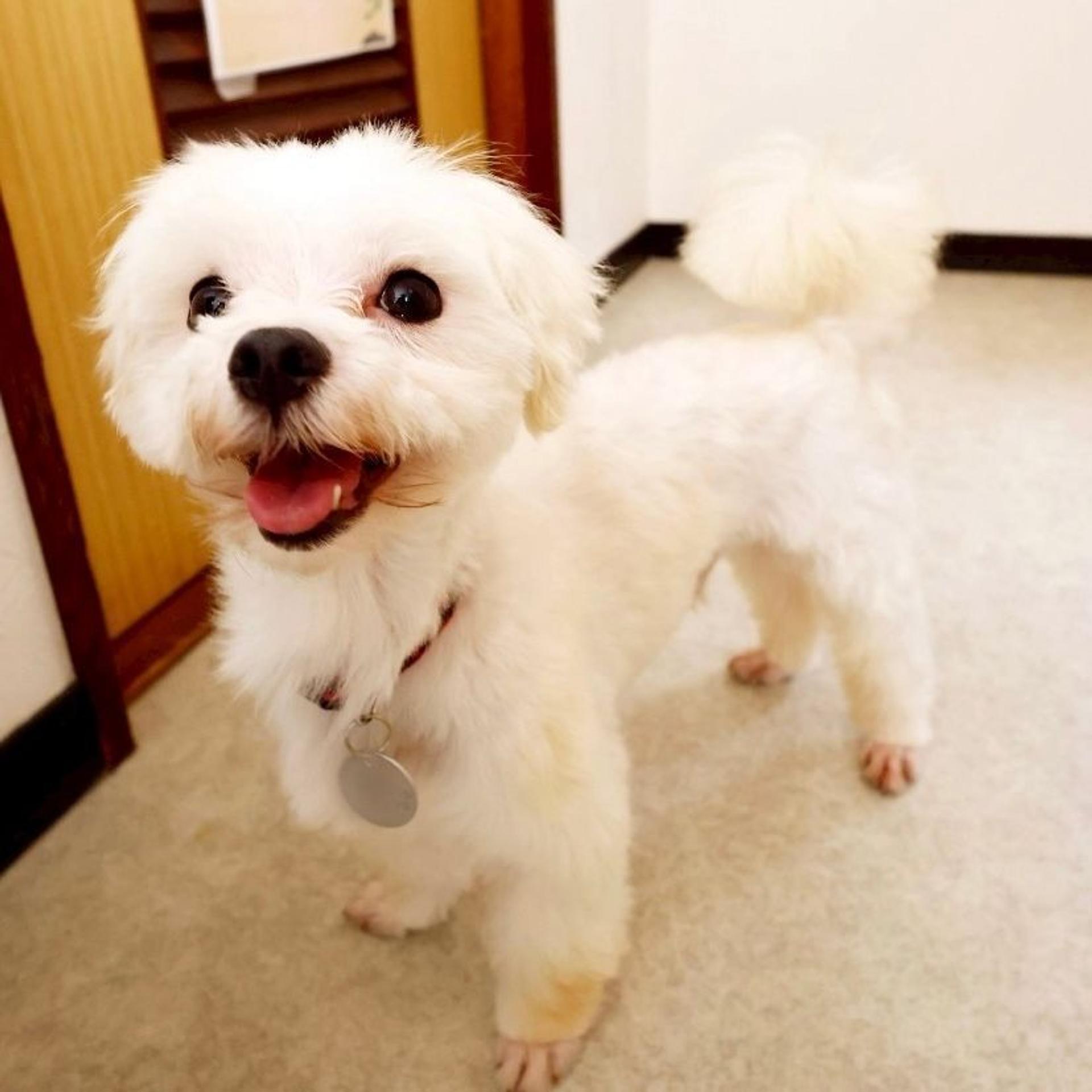 pet-image-4