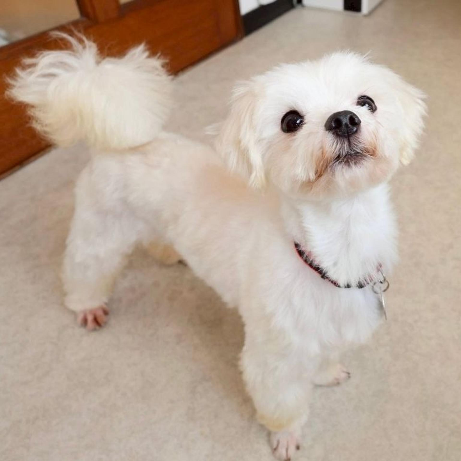 pet-image-7