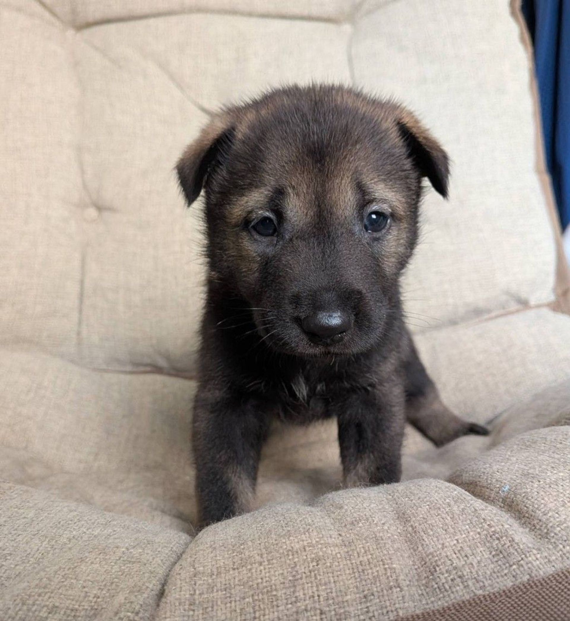 雑種（ミックス犬）・オスの里親募集の写真