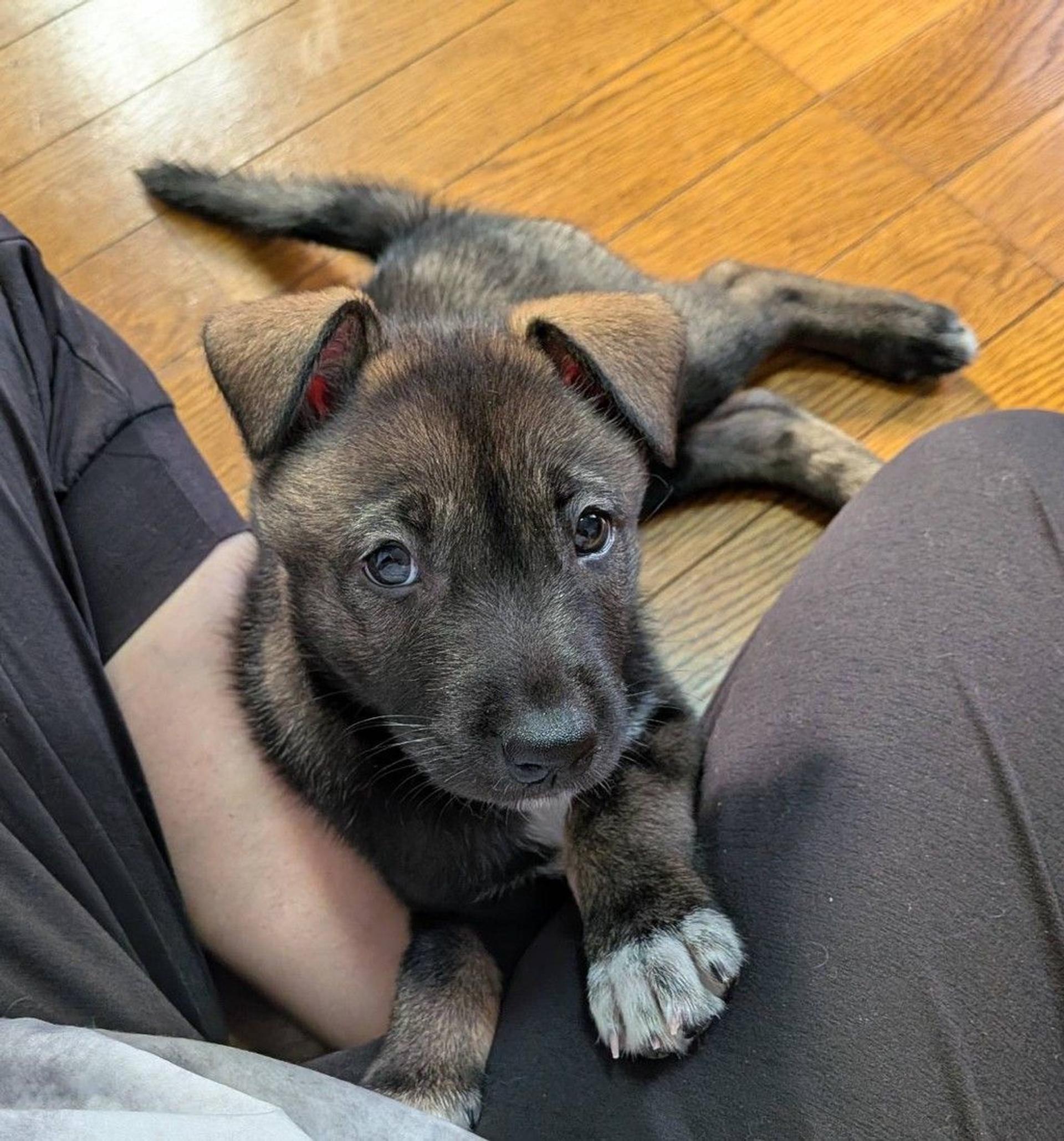 pet-image-3