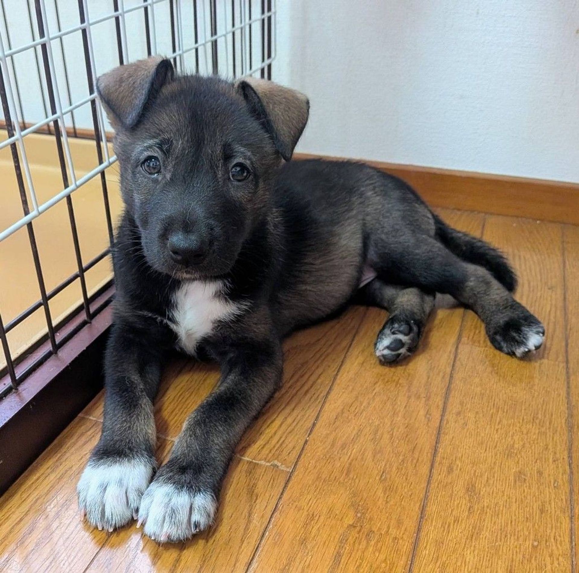 雑種（ミックス犬）・メスの里親募集の写真