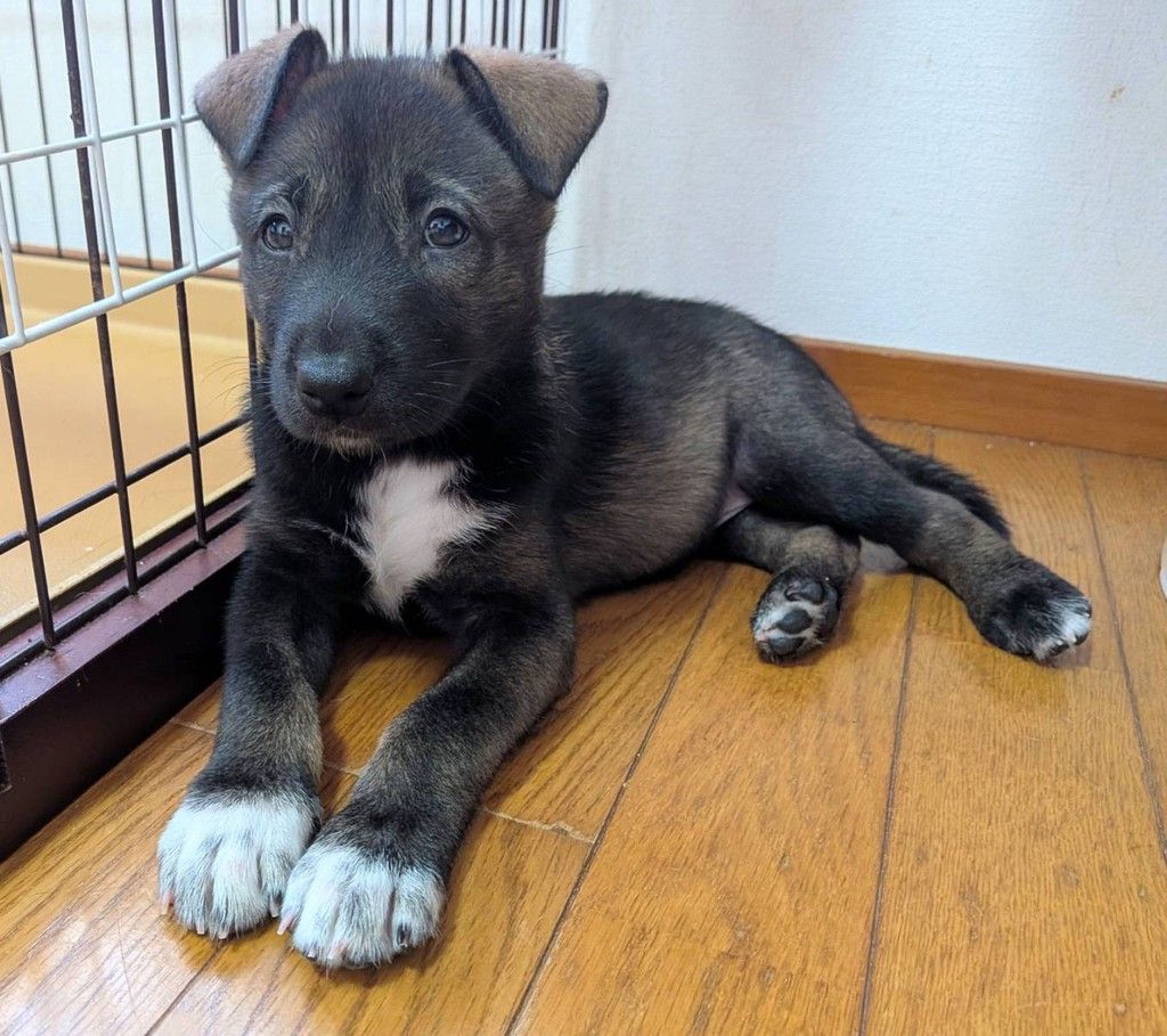 pet-image-2