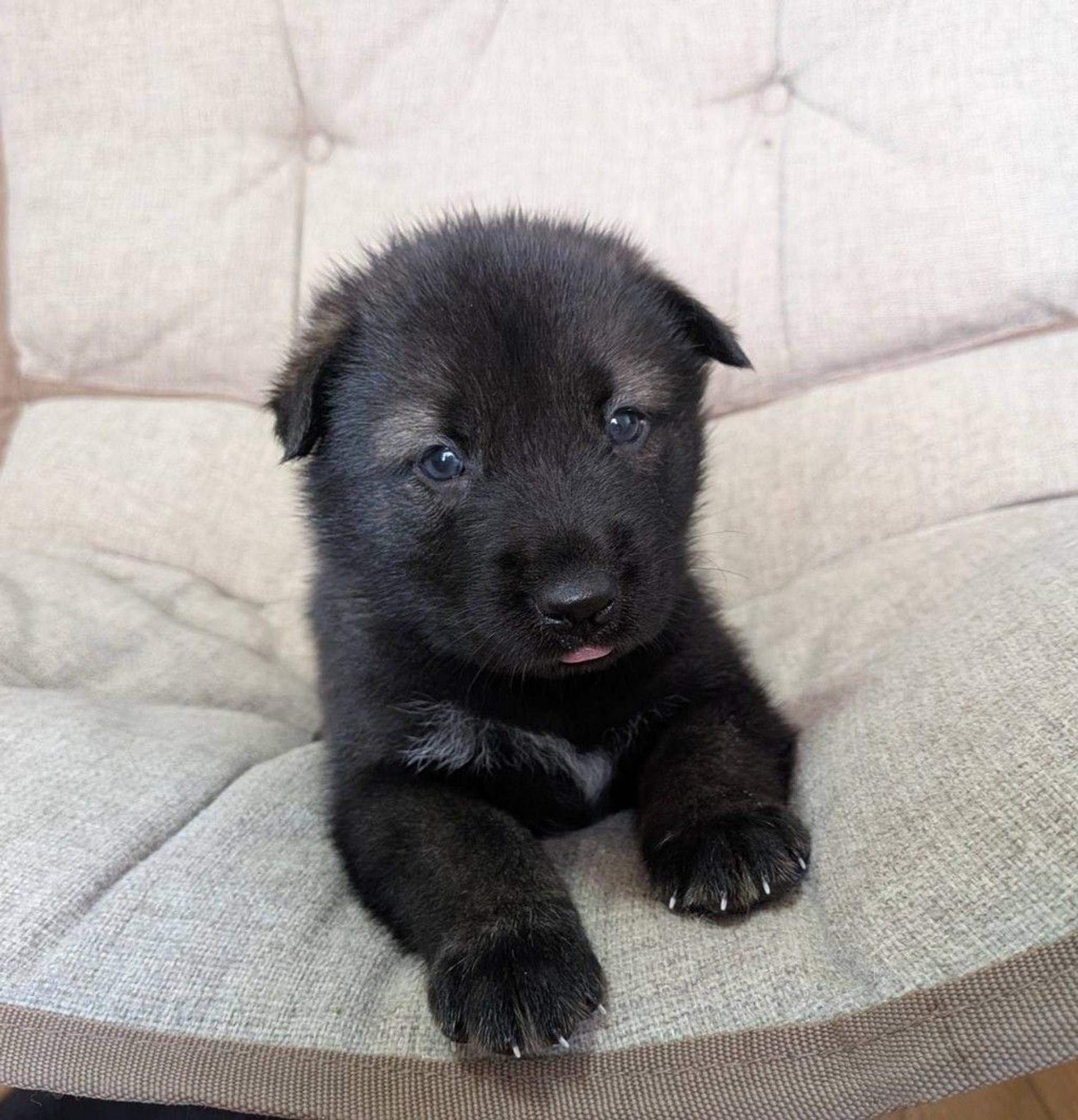 pet-image-4