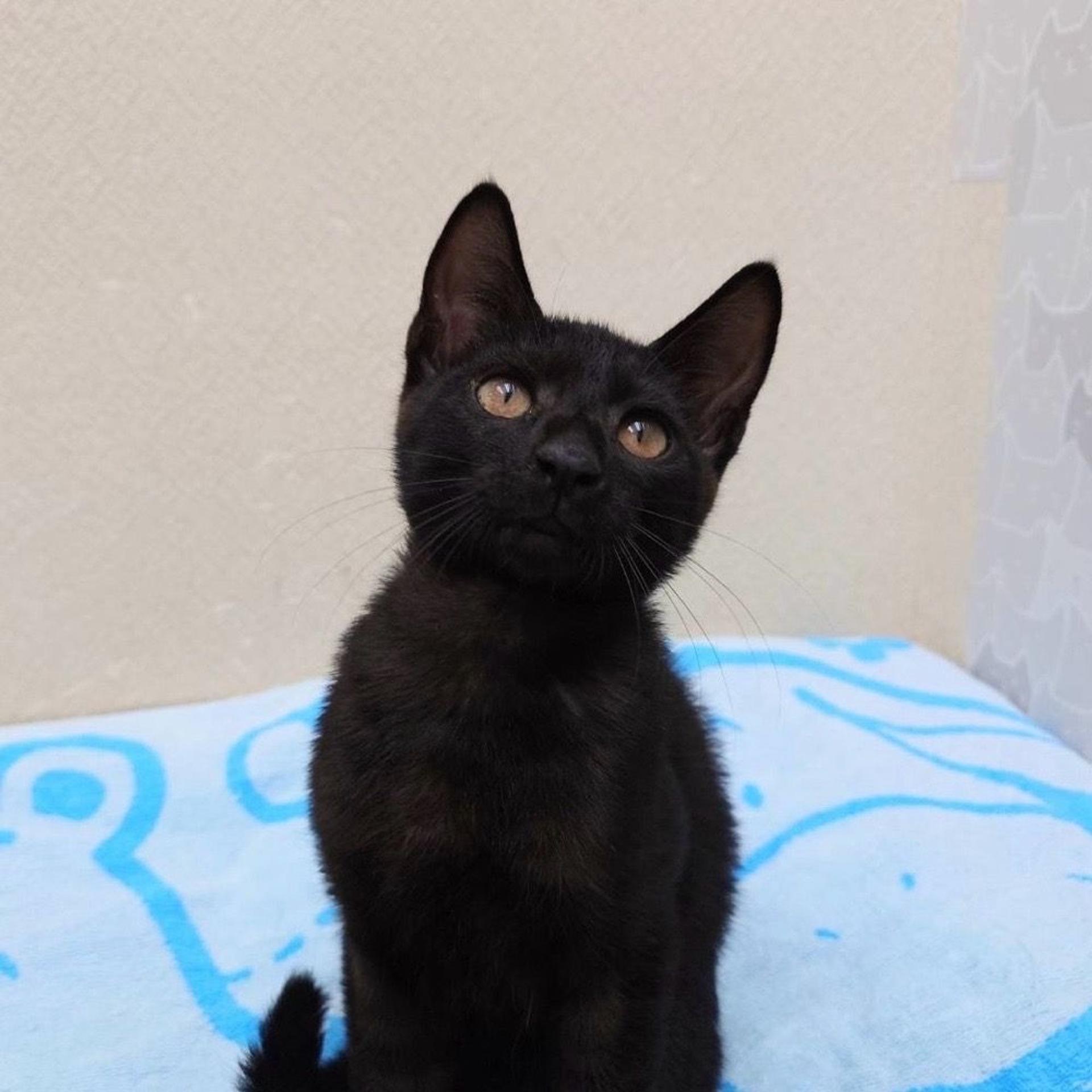 pet-image-2