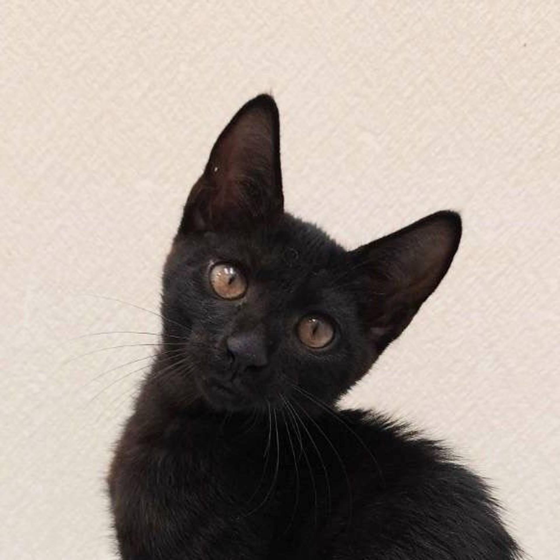 雑種（ミックス猫）・オスの里親募集の写真