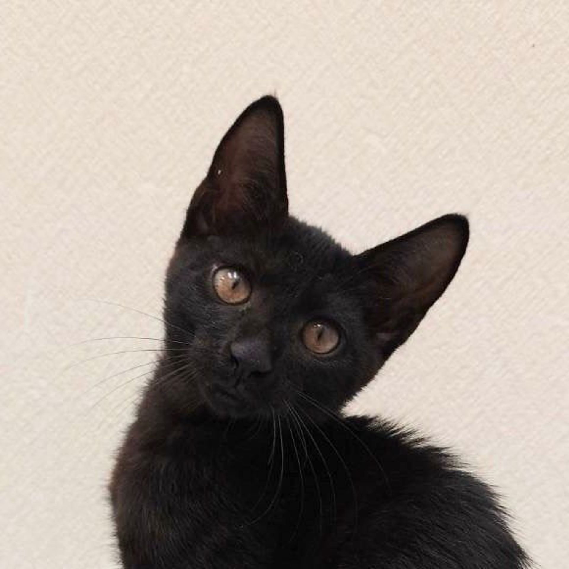 雑種（ミックス猫）・オスの里親募集の写真