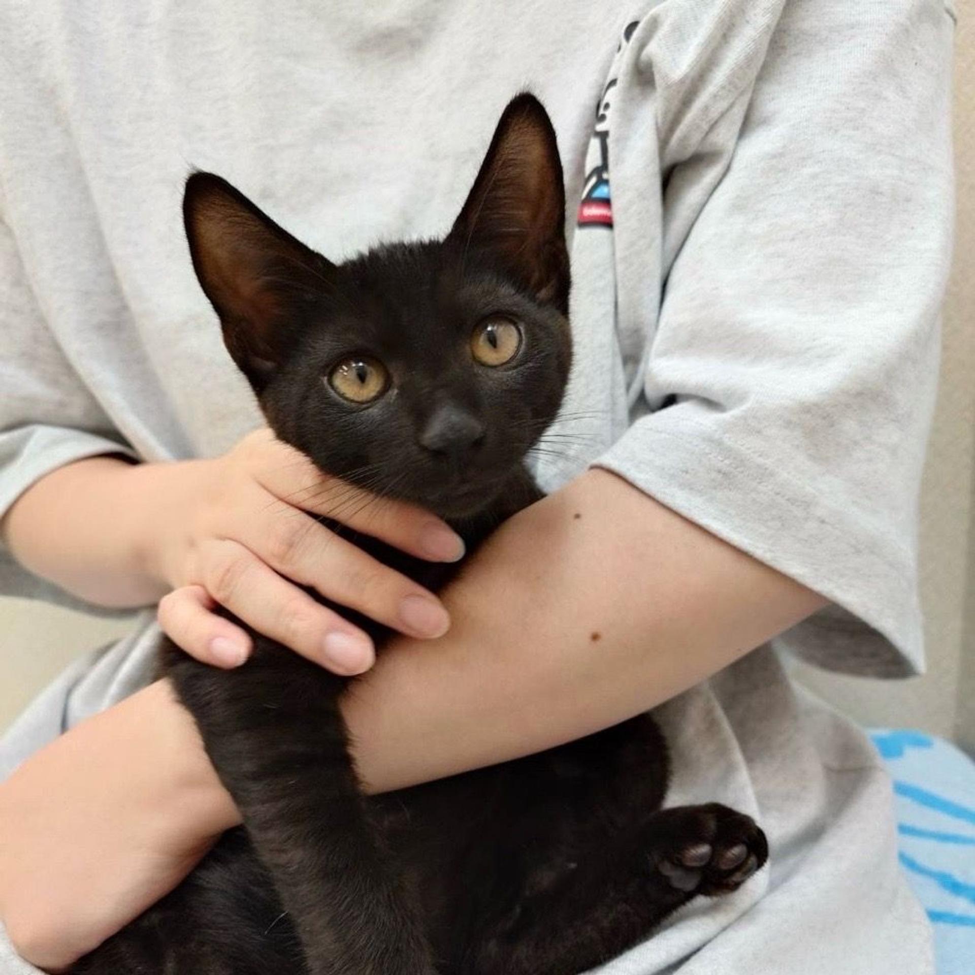 pet-image-3