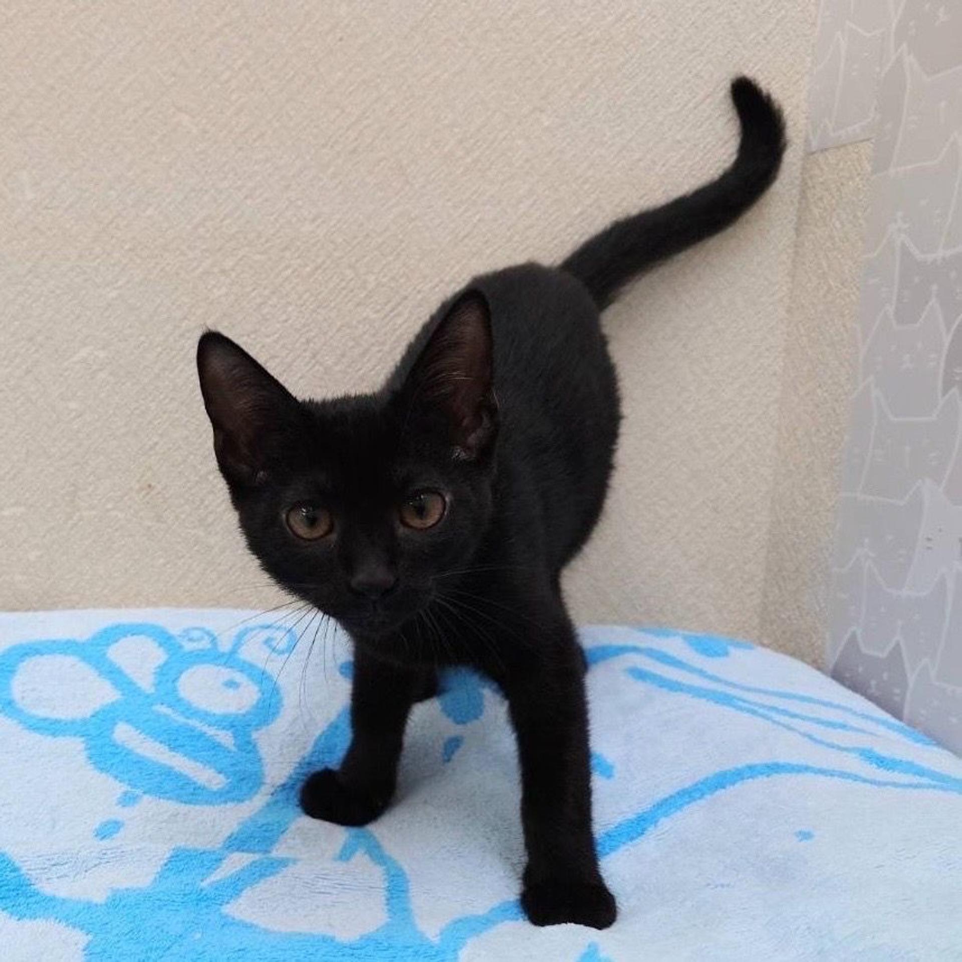 pet-image-5