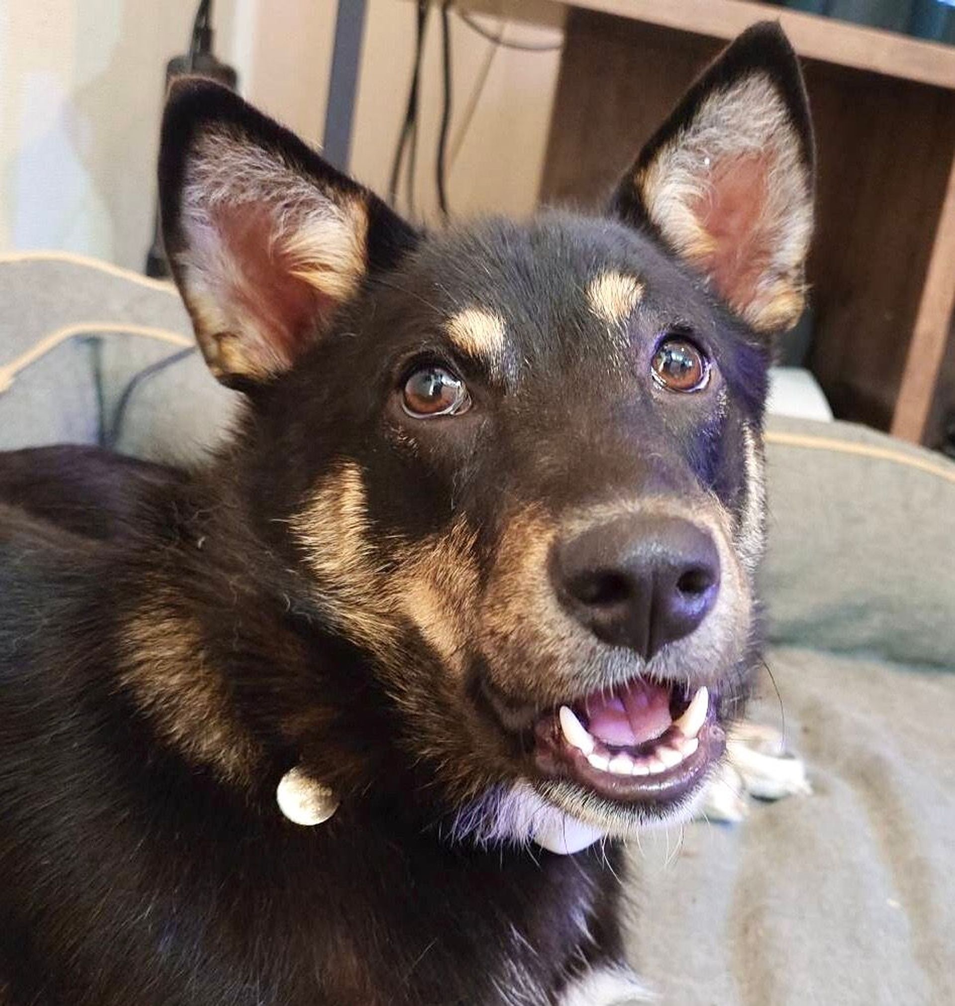 雑種（ミックス犬）・メスの里親募集の写真