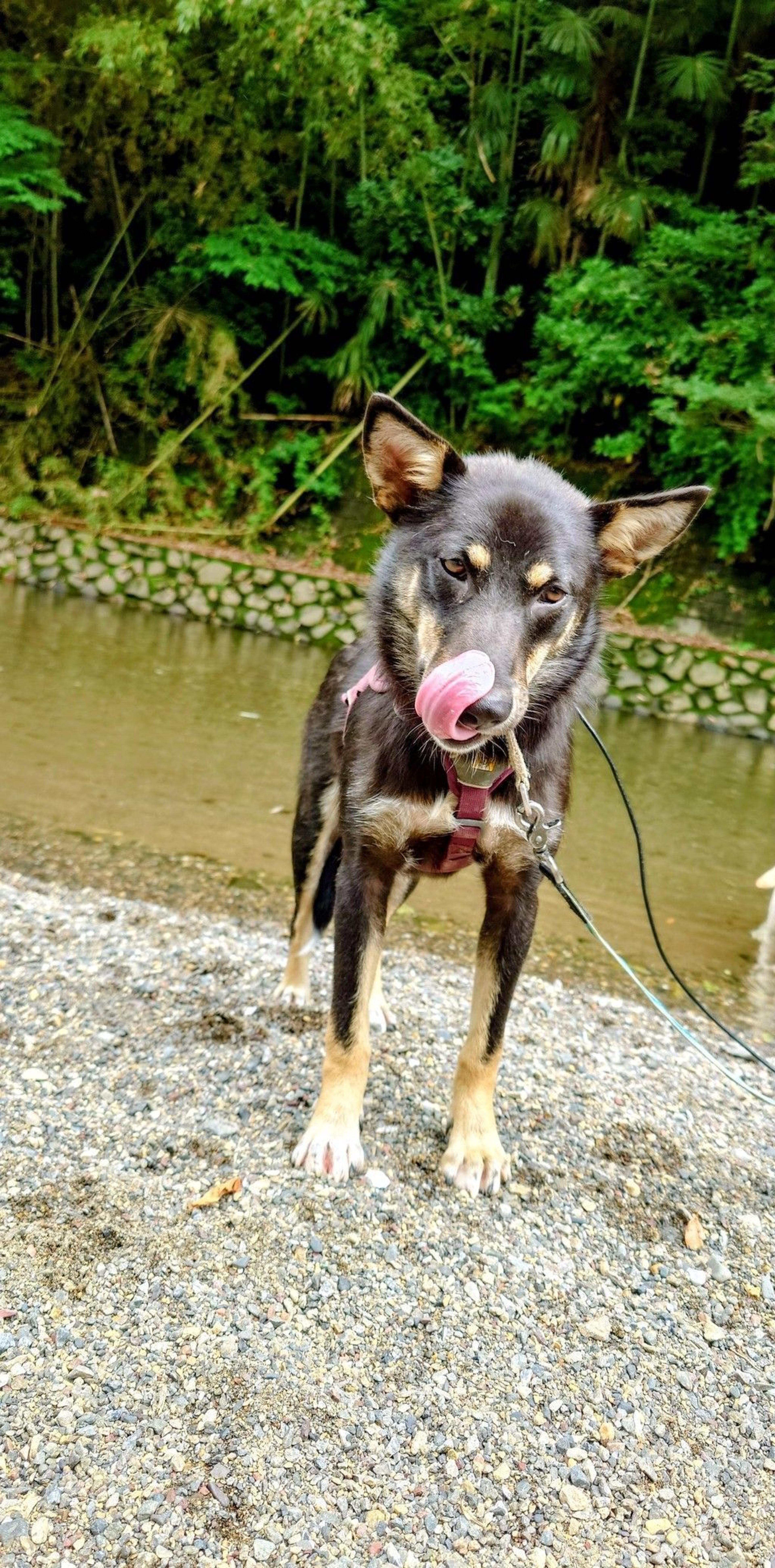 pet-image-4