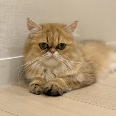 ララ