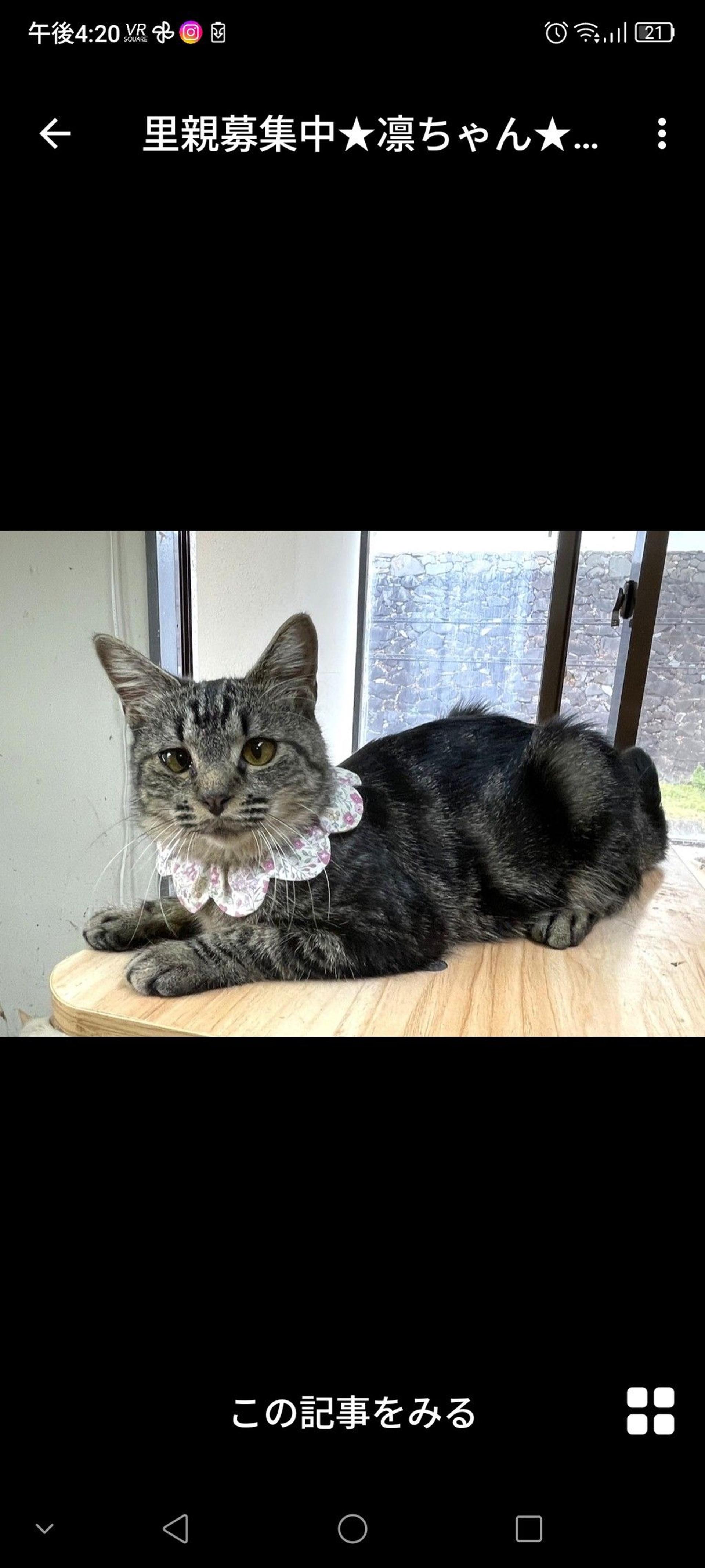 pet-image-3