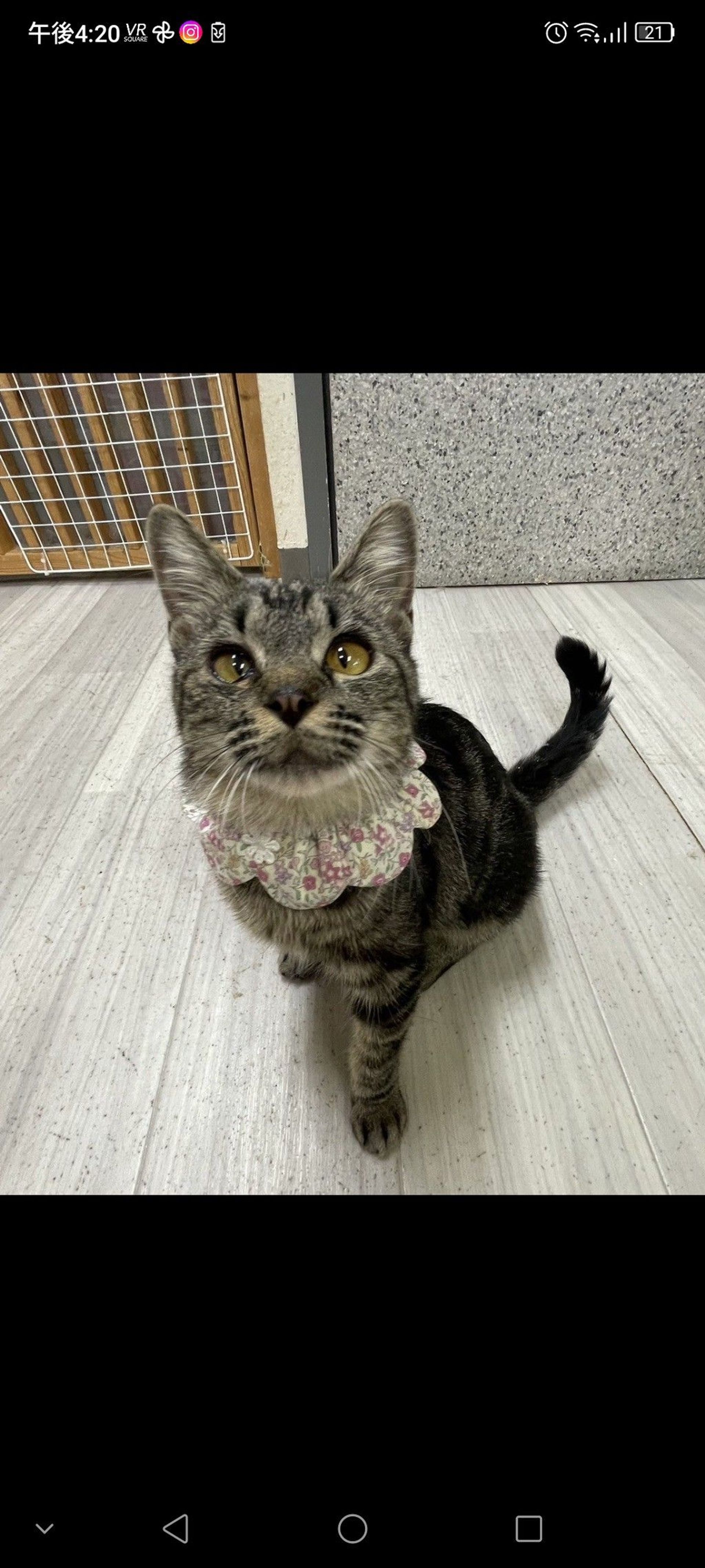 雑種（ミックス猫）・メスの里親募集の写真