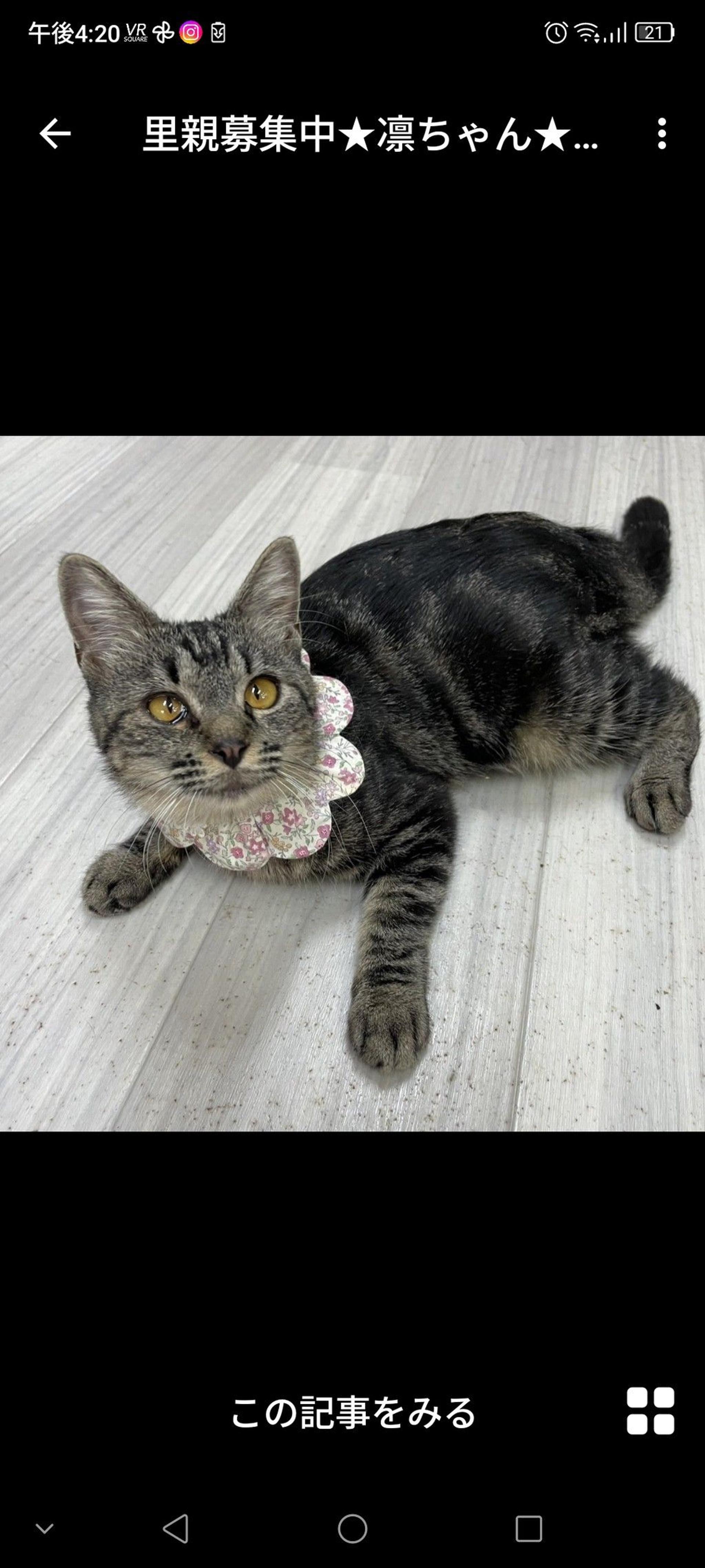 pet-image-2