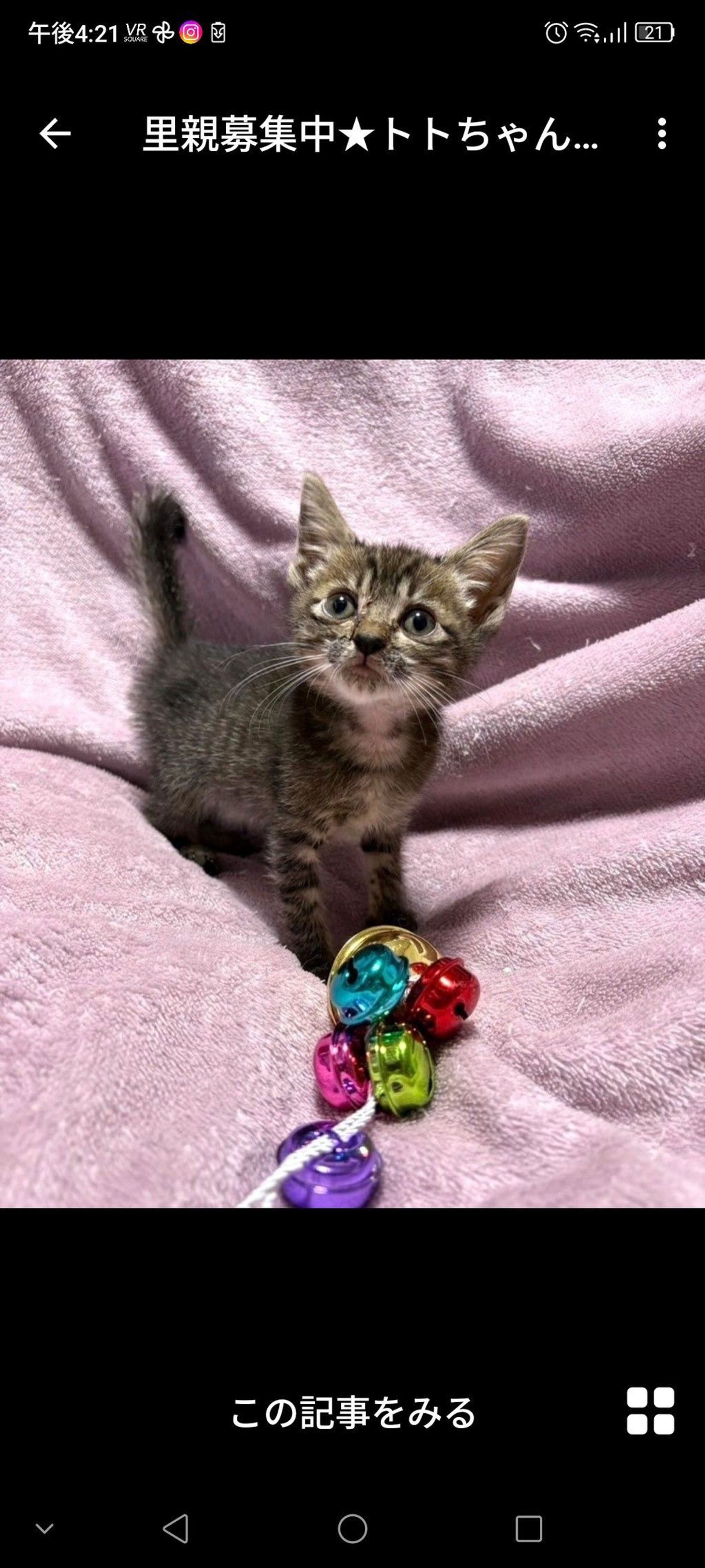雑種（ミックス猫）・メスの里親募集の写真