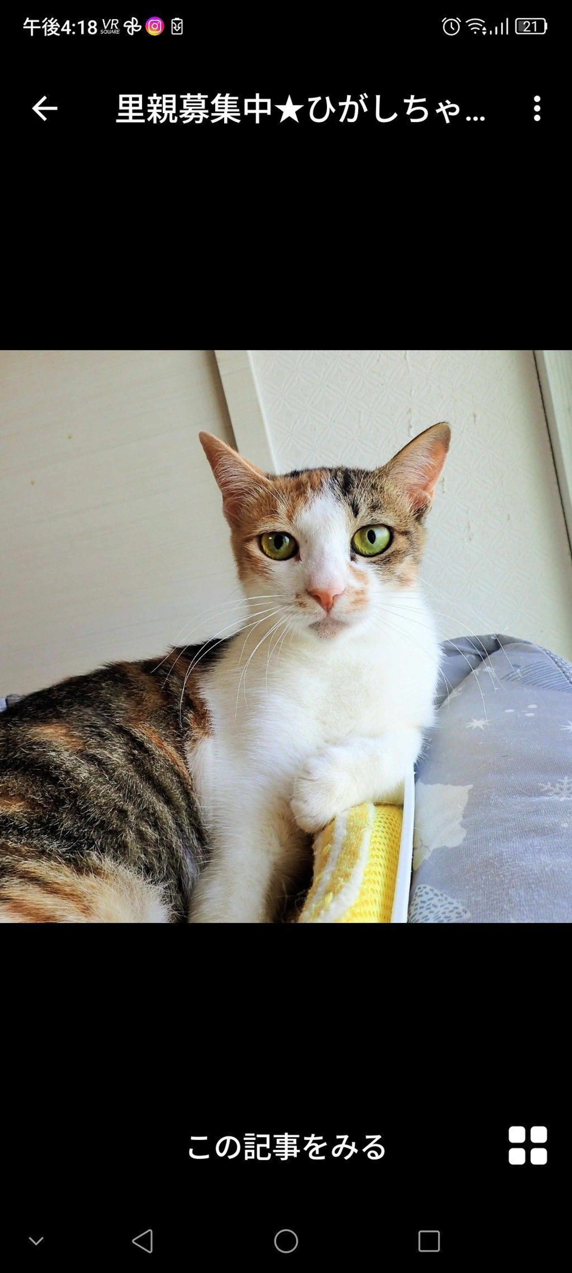 雑種（ミックス猫）・メスの里親募集の写真