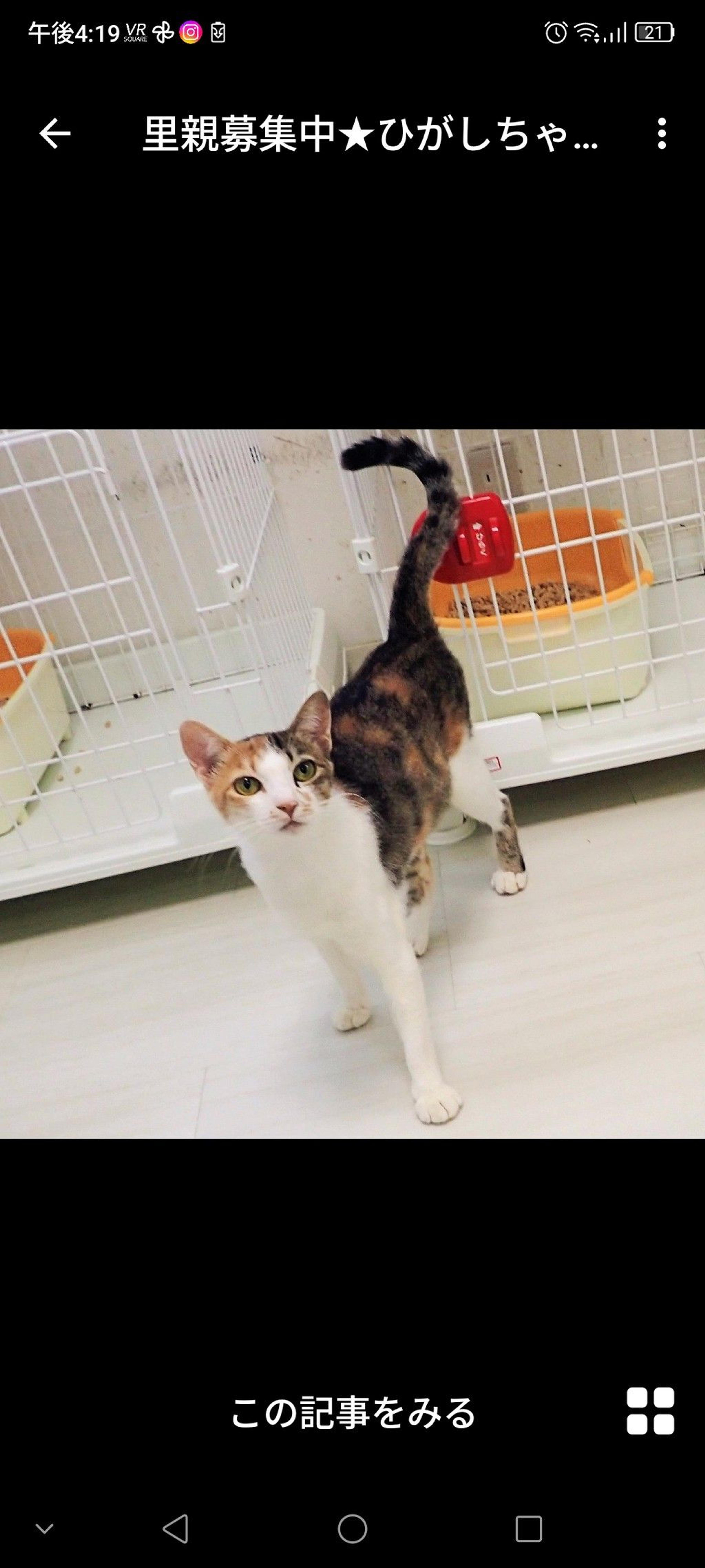 pet-image-3