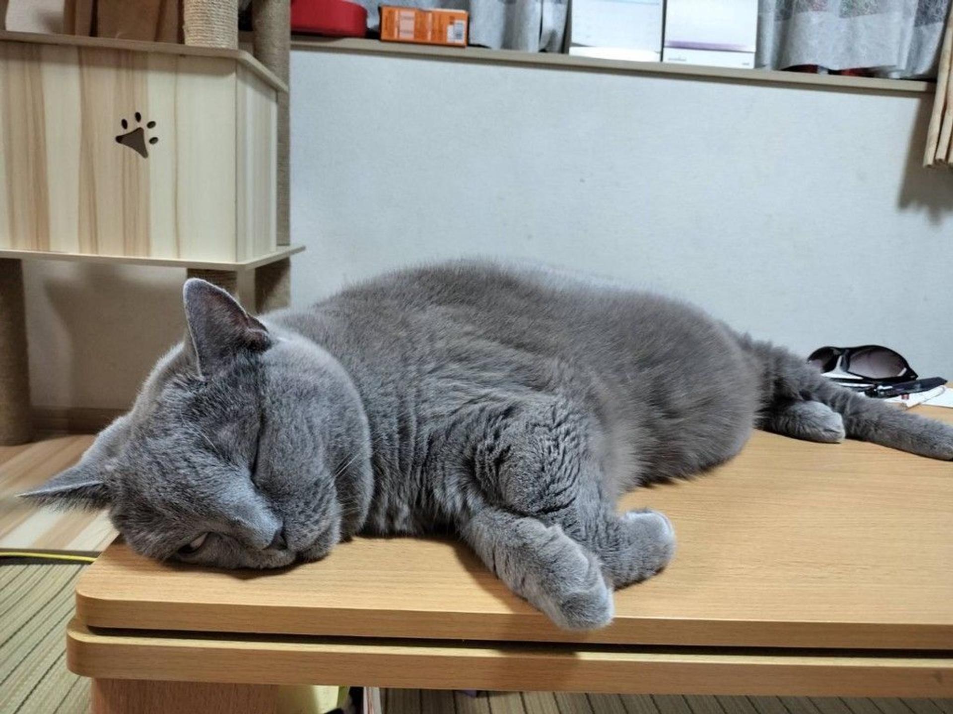 pet-image-3