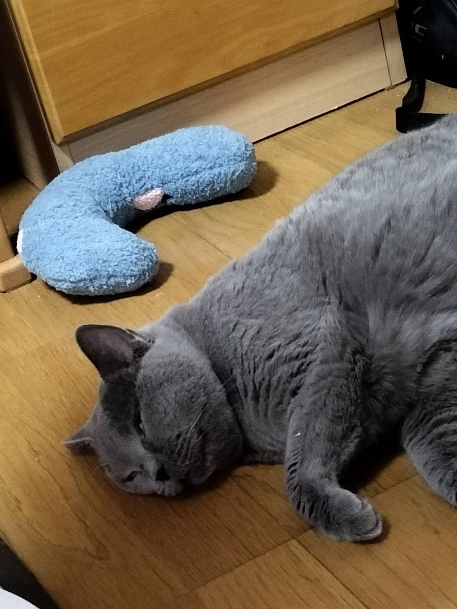 pet-image-6