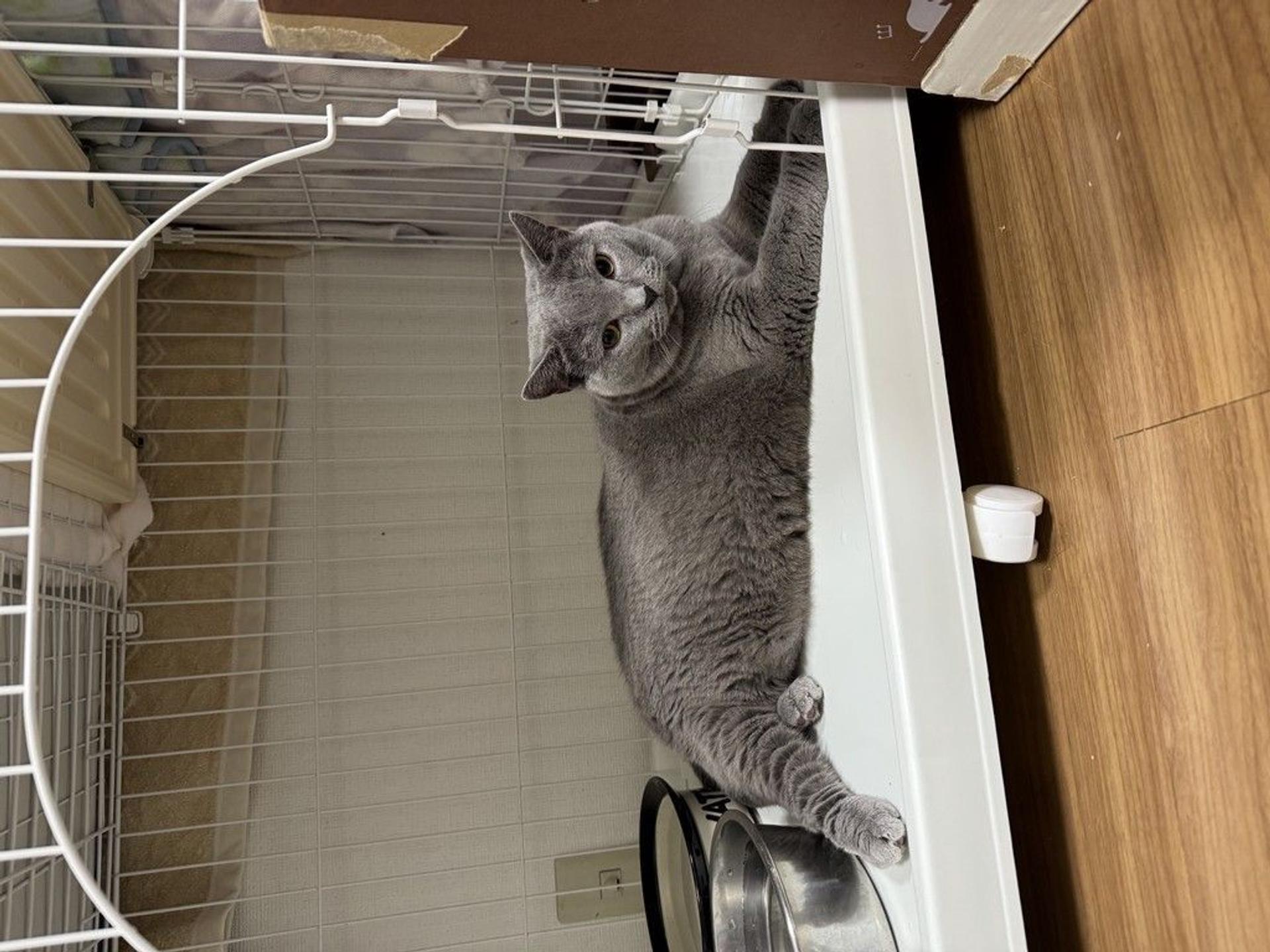 pet-image-7