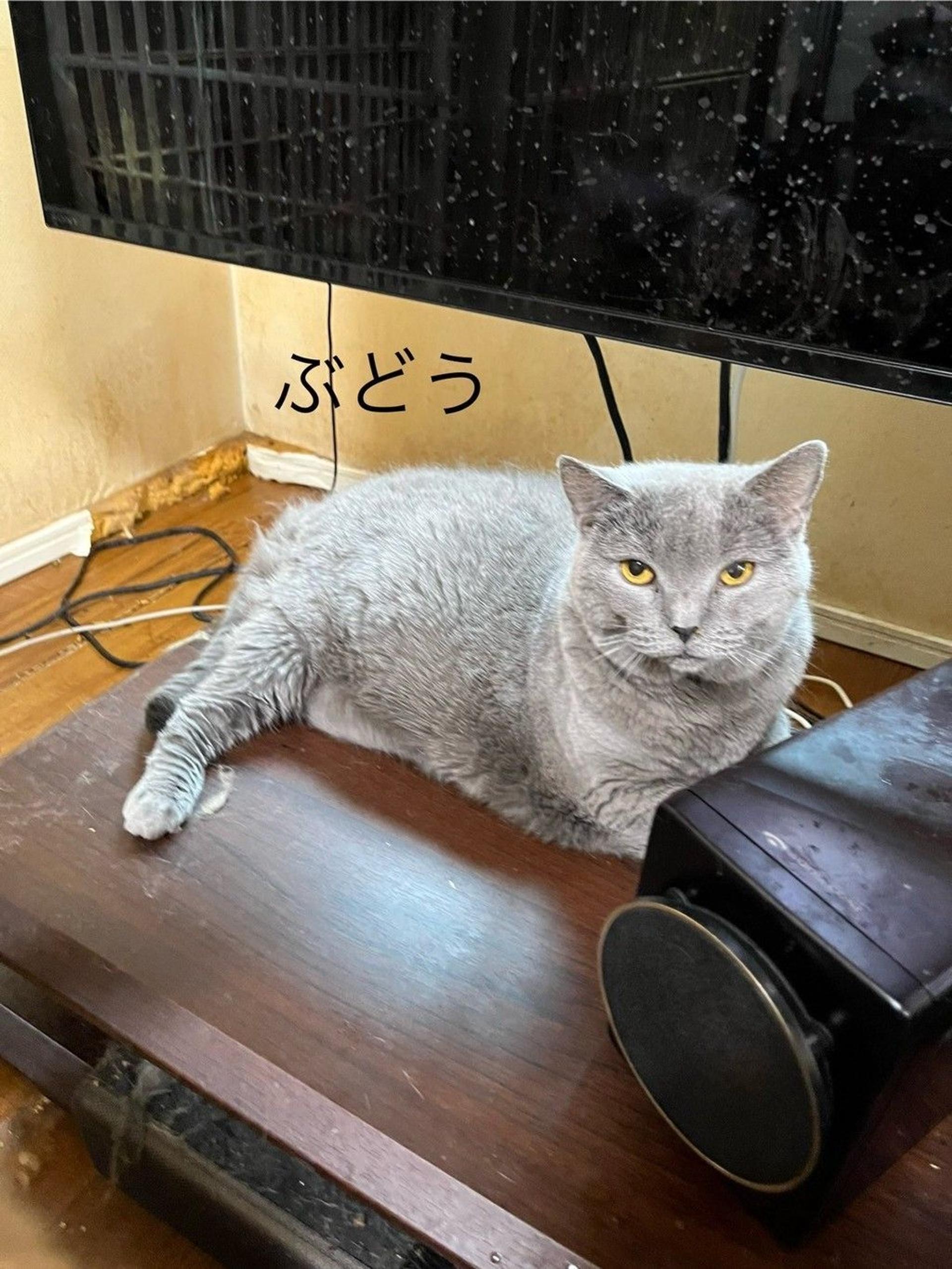 pet-image-8