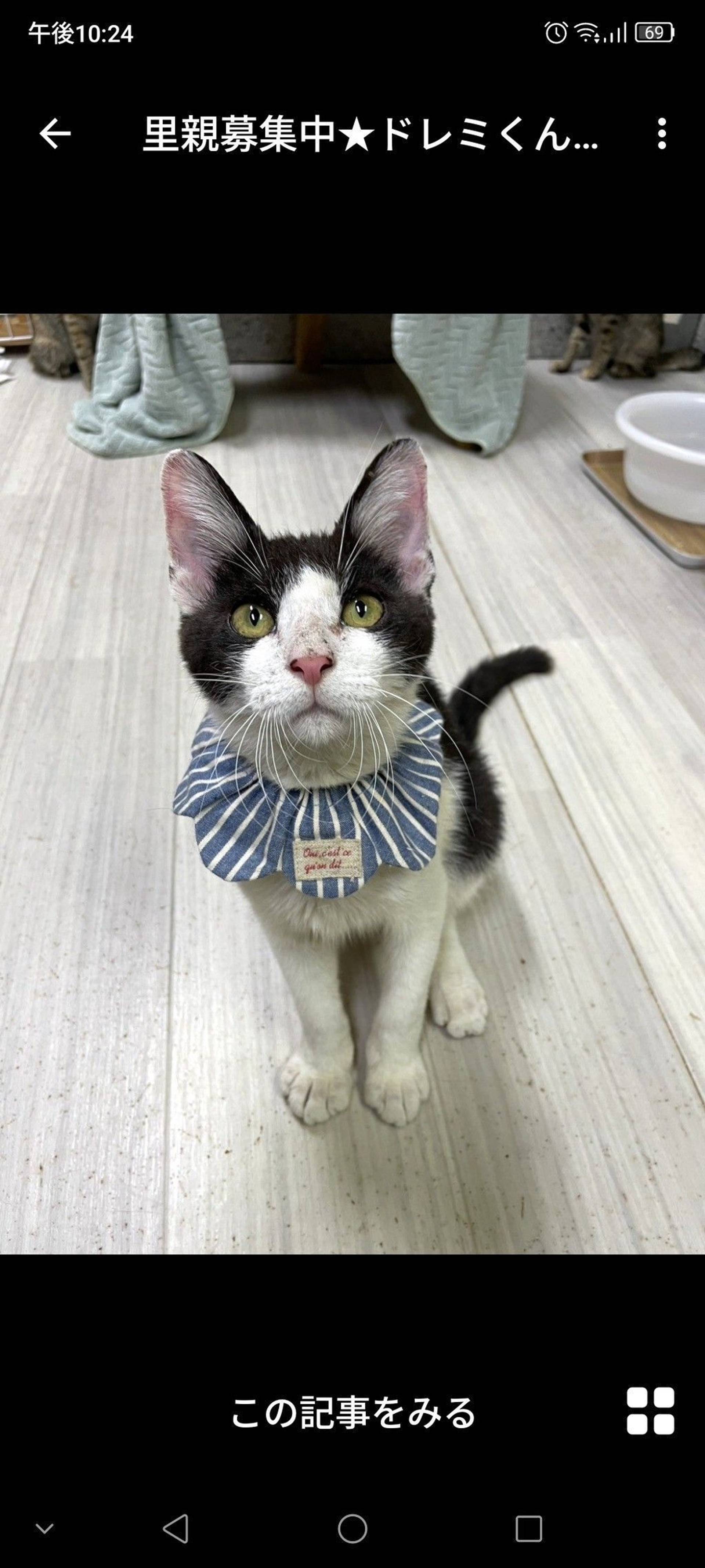 雑種（ミックス猫）・オスの里親募集の写真