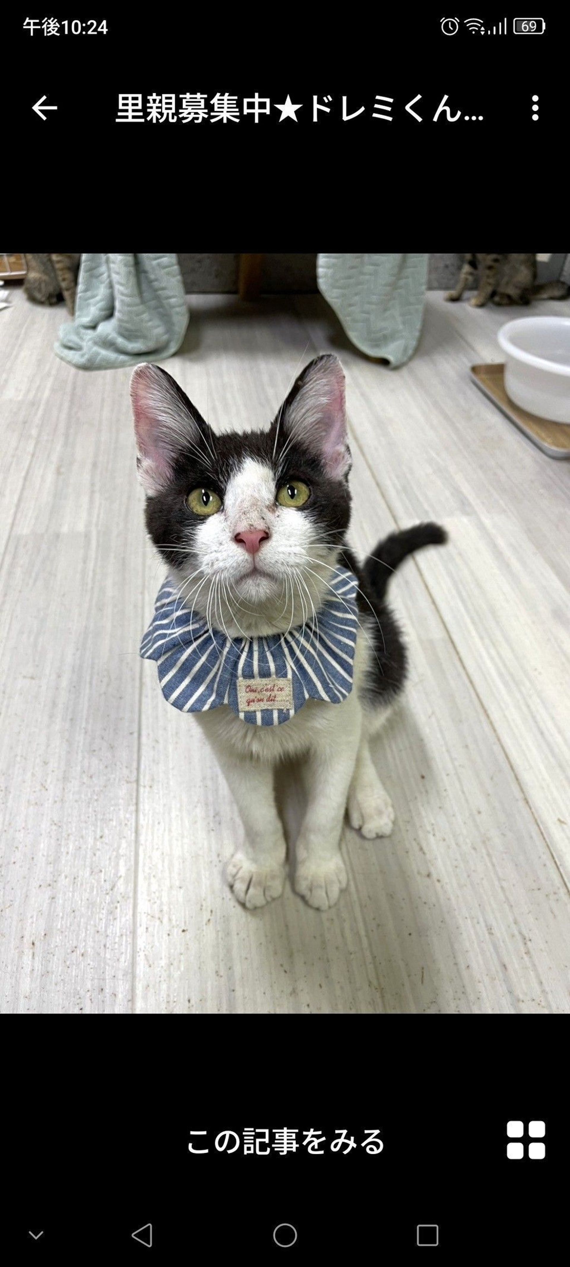 雑種（ミックス猫）・オスの里親募集の写真