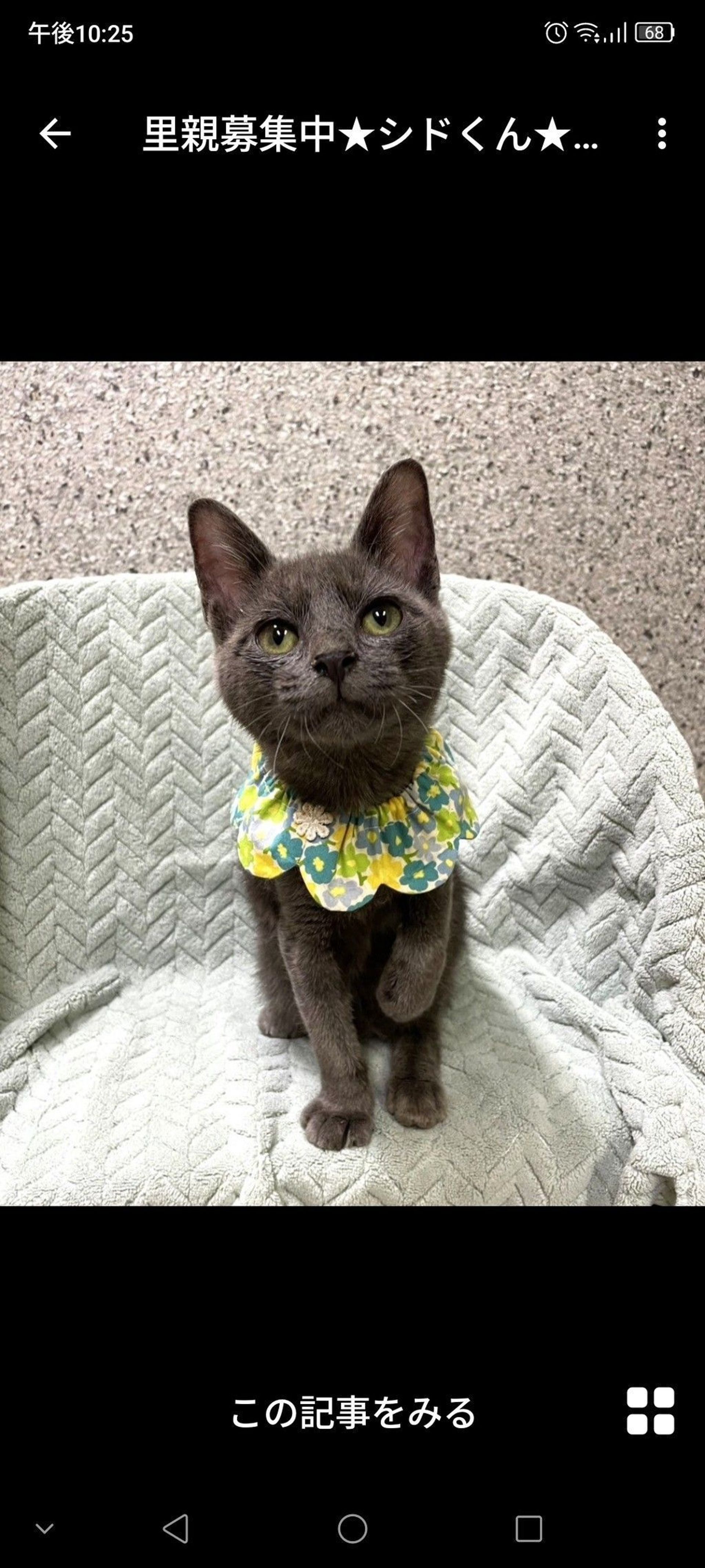雑種（ミックス猫）・オスの里親募集の写真