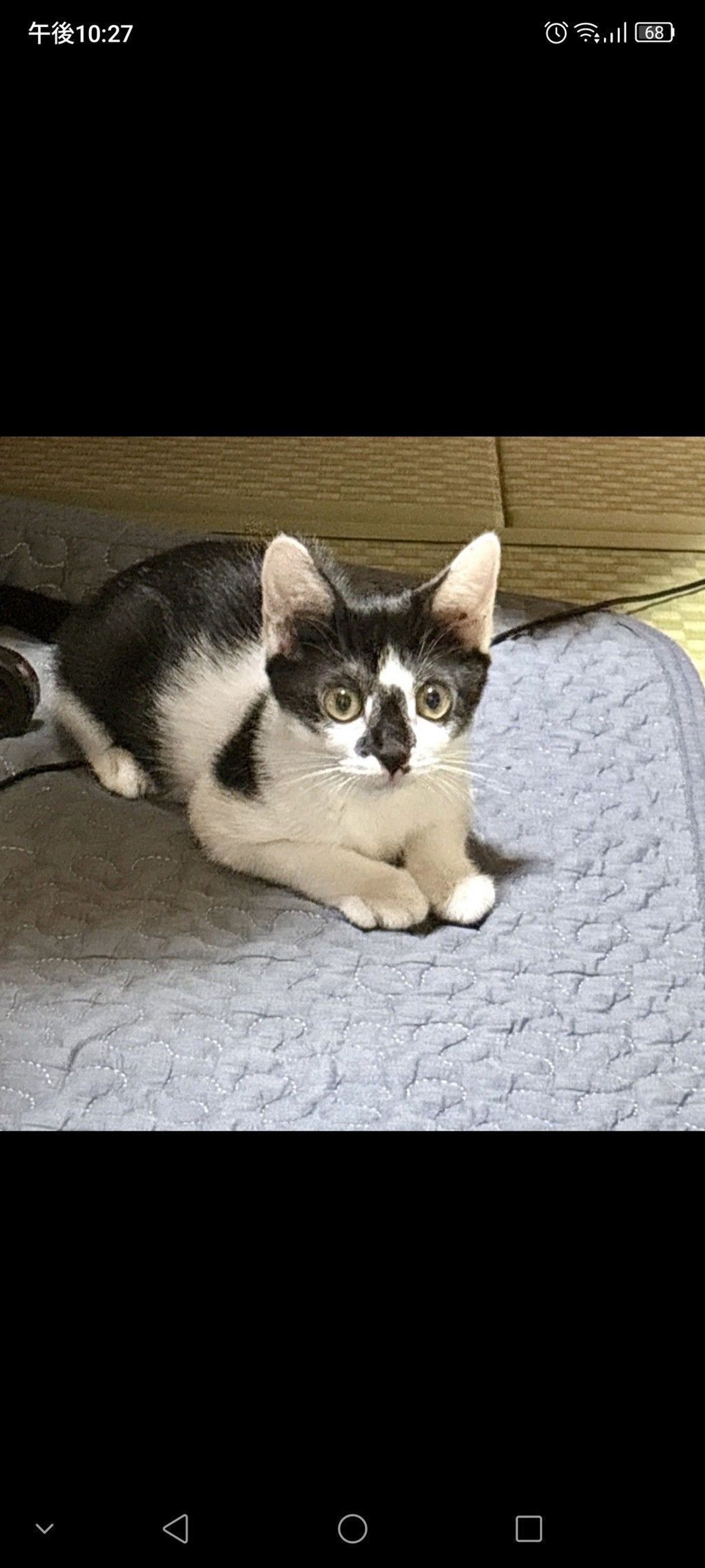雑種（ミックス猫）・メスの里親募集の写真