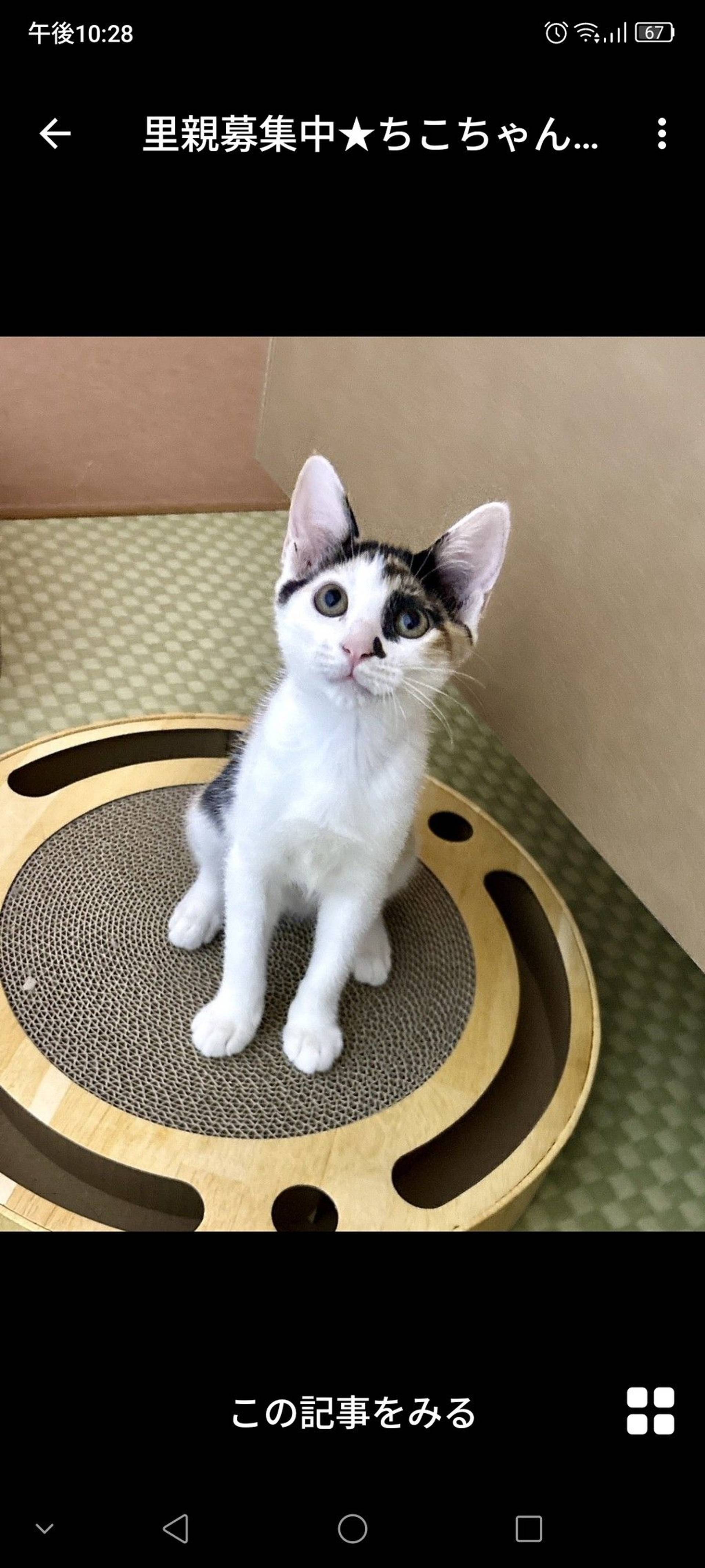 雑種（ミックス猫）・メスの里親募集の写真