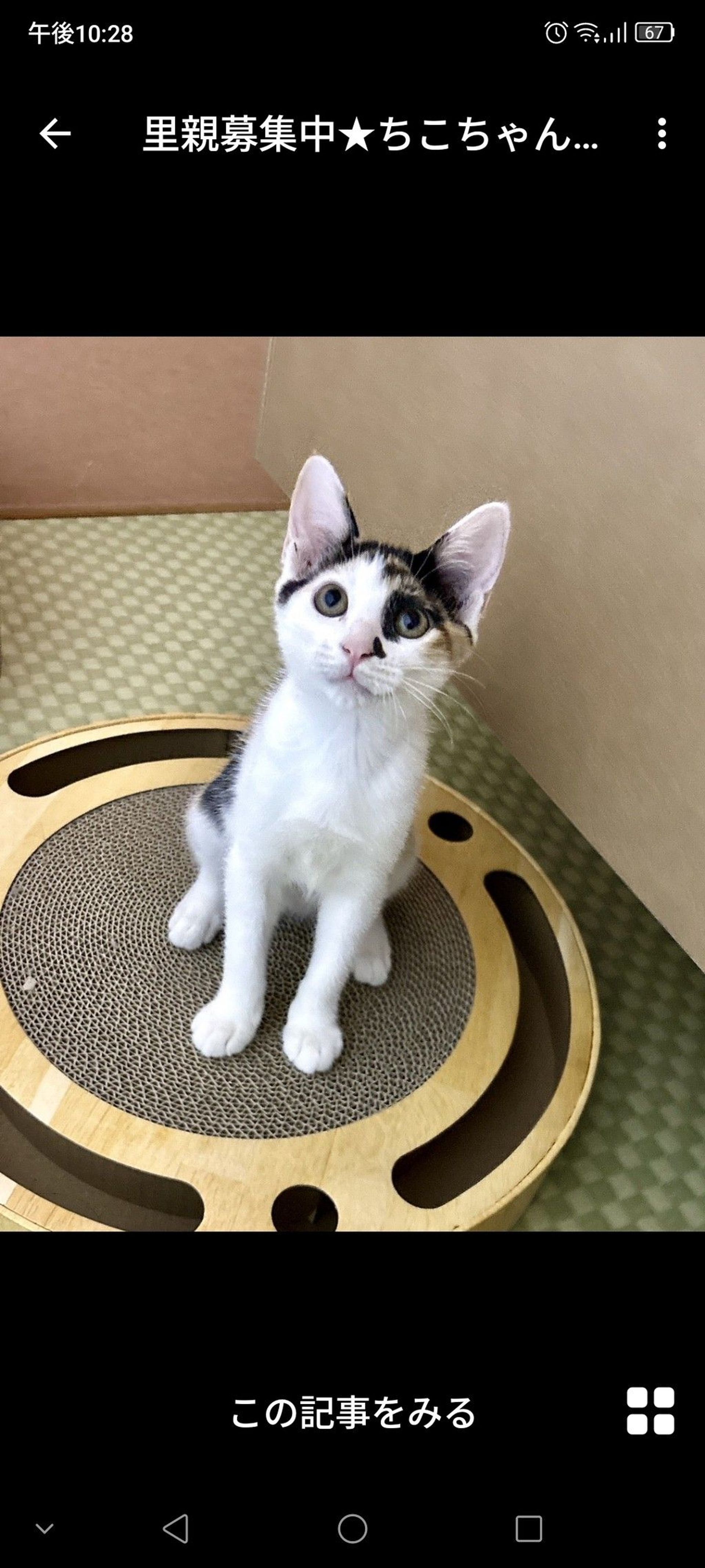 雑種（ミックス猫）・メスの里親募集の写真