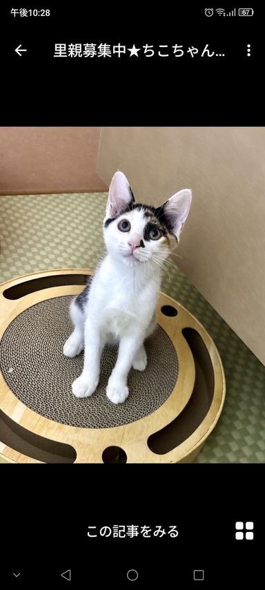 ちこちゃん