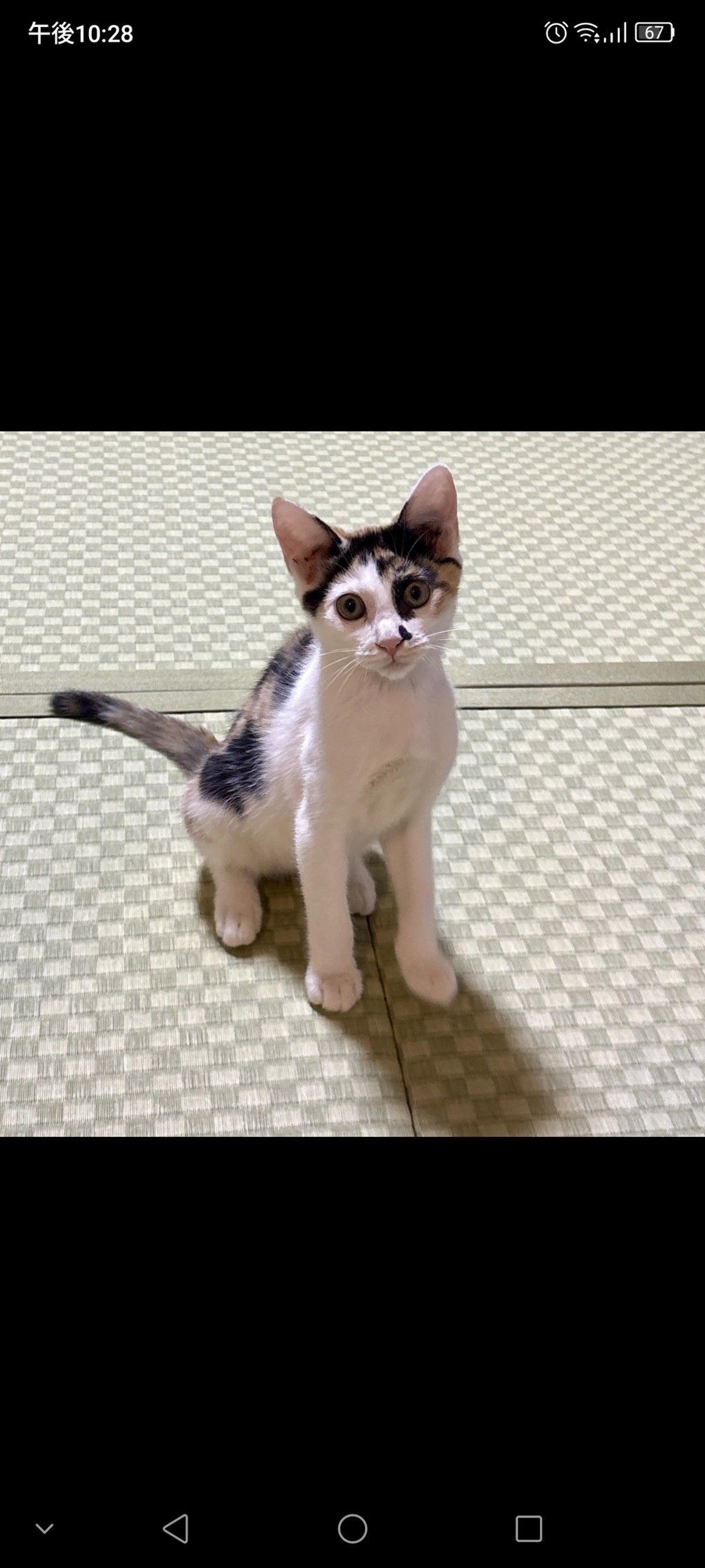 pet-image-3